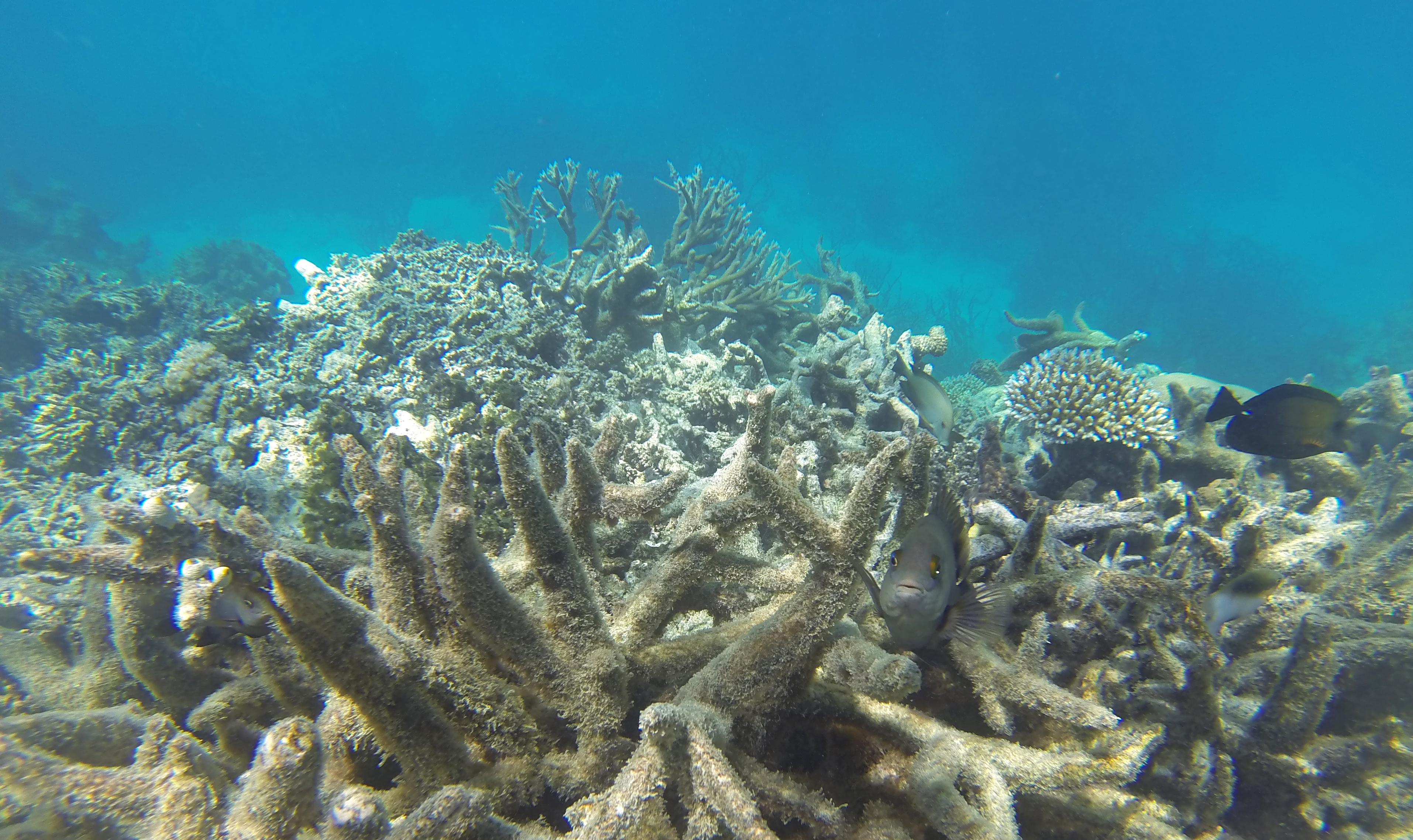 Coral bleaching on the Great Barrier Reef