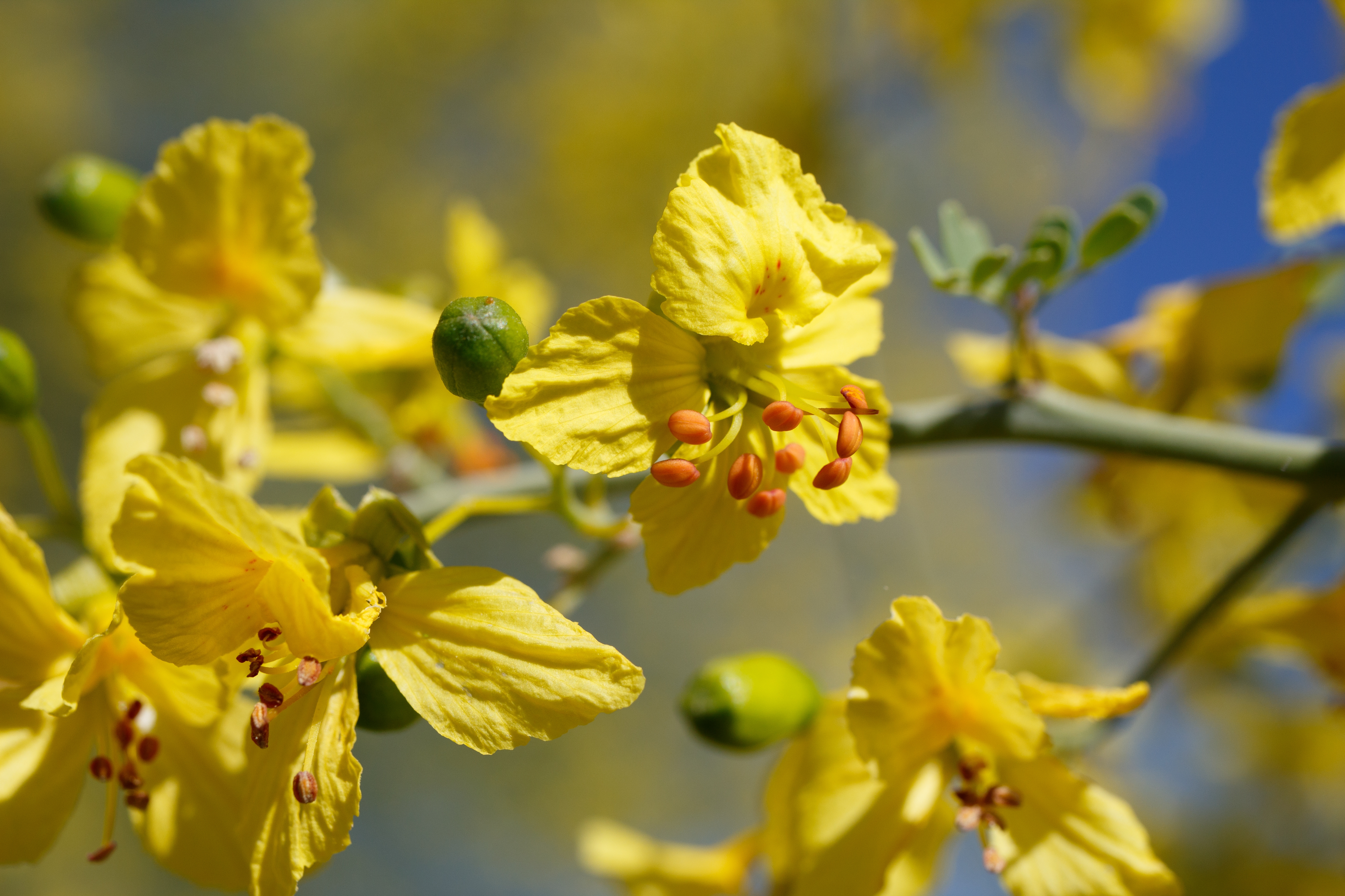 Flowers of the paloverde, state tree of Arizona