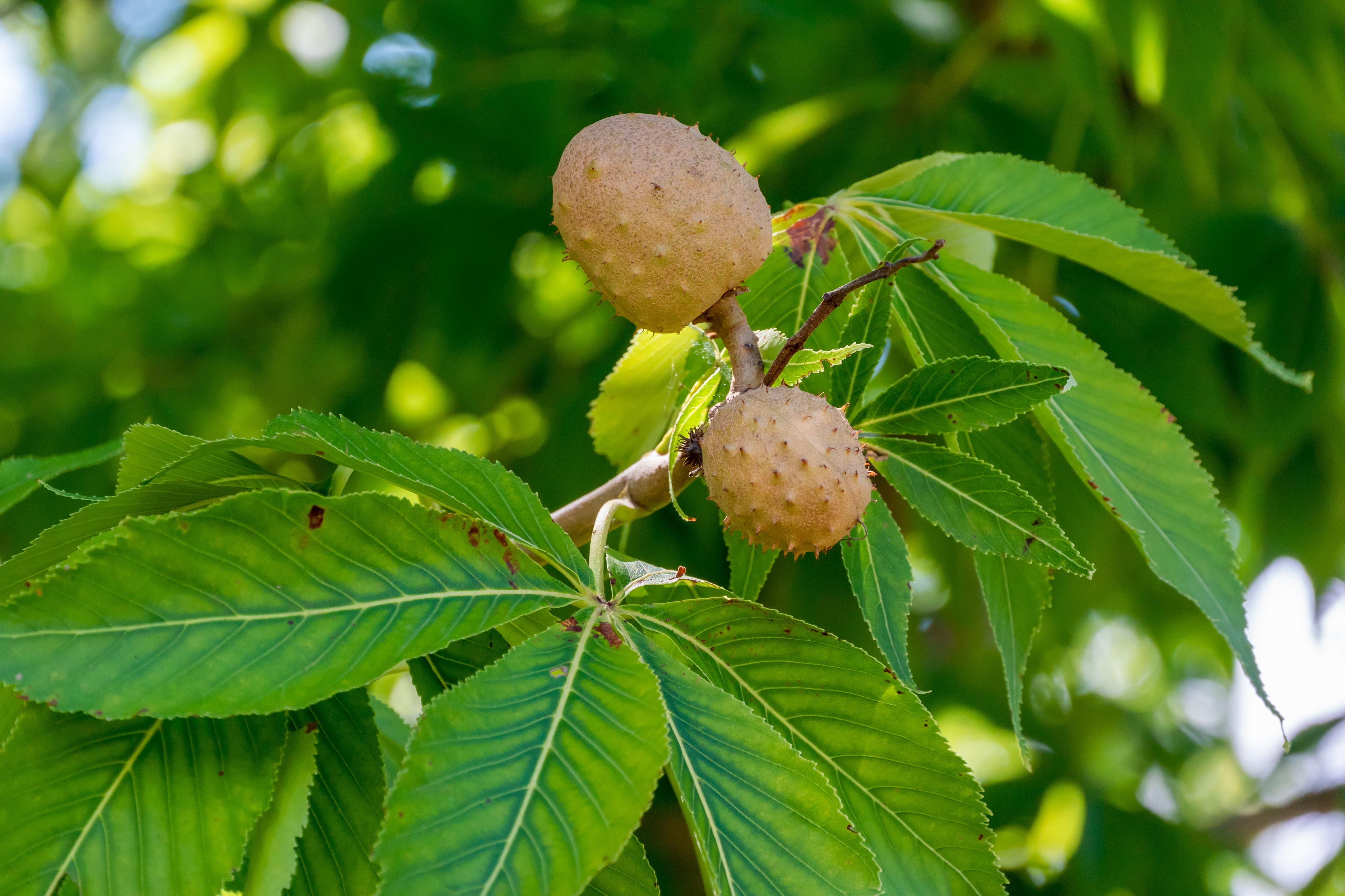 Leaves and fruit of the Ohio buckeye, state tree of Ohio