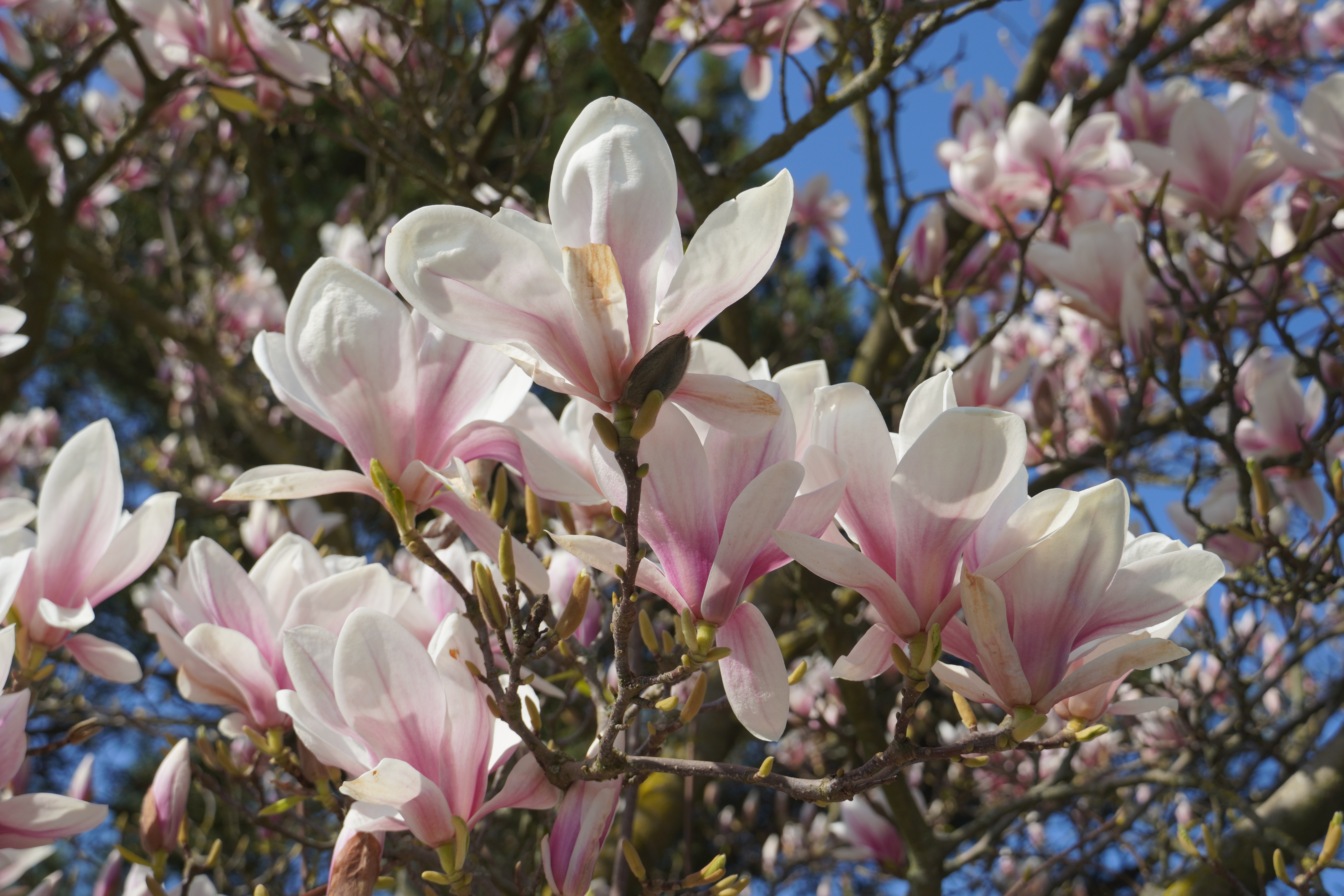 Flowers of the hybrid saucer magnolia