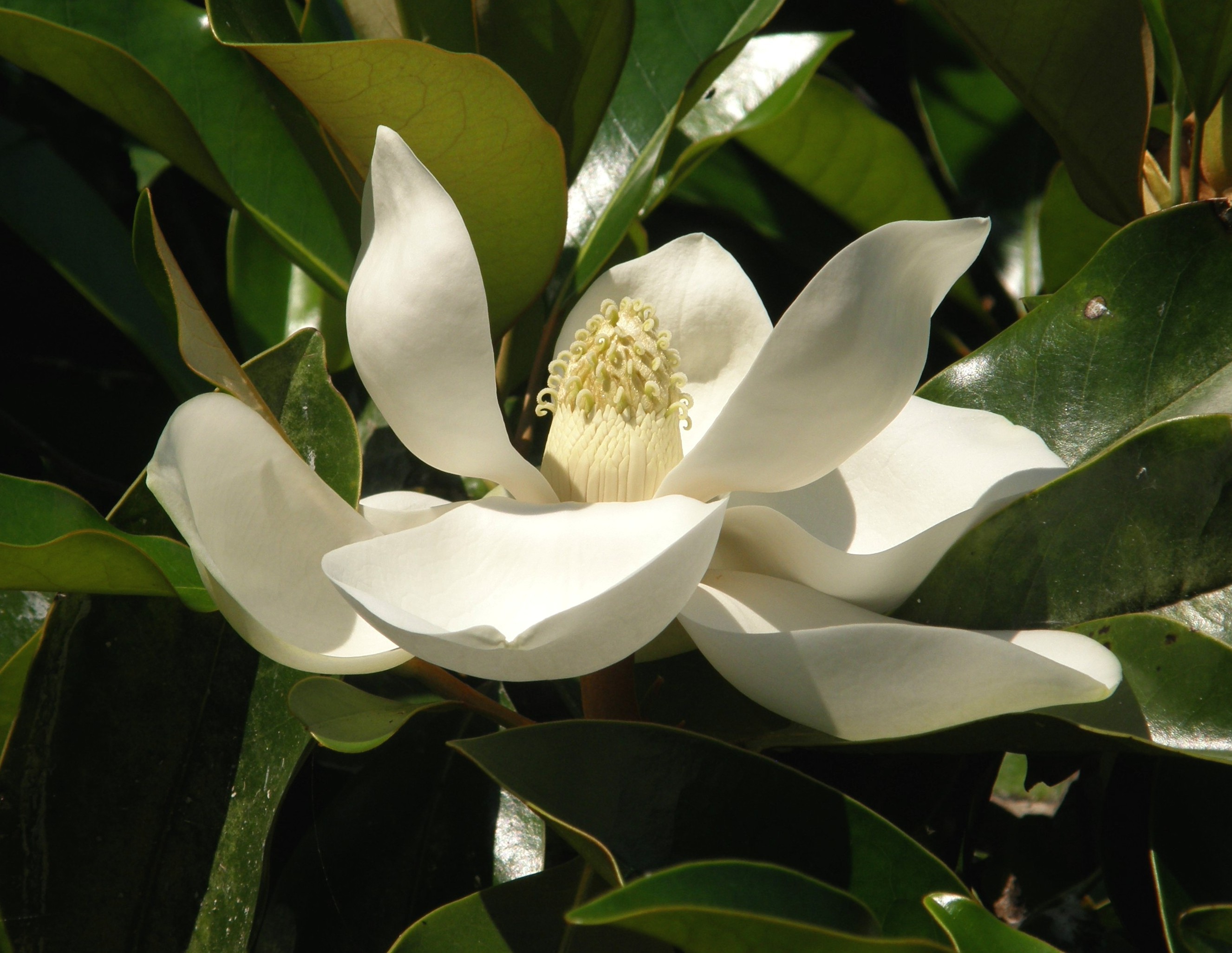 Large white flower of the southern magnolia, the state flower of Louisiana and Mississippi