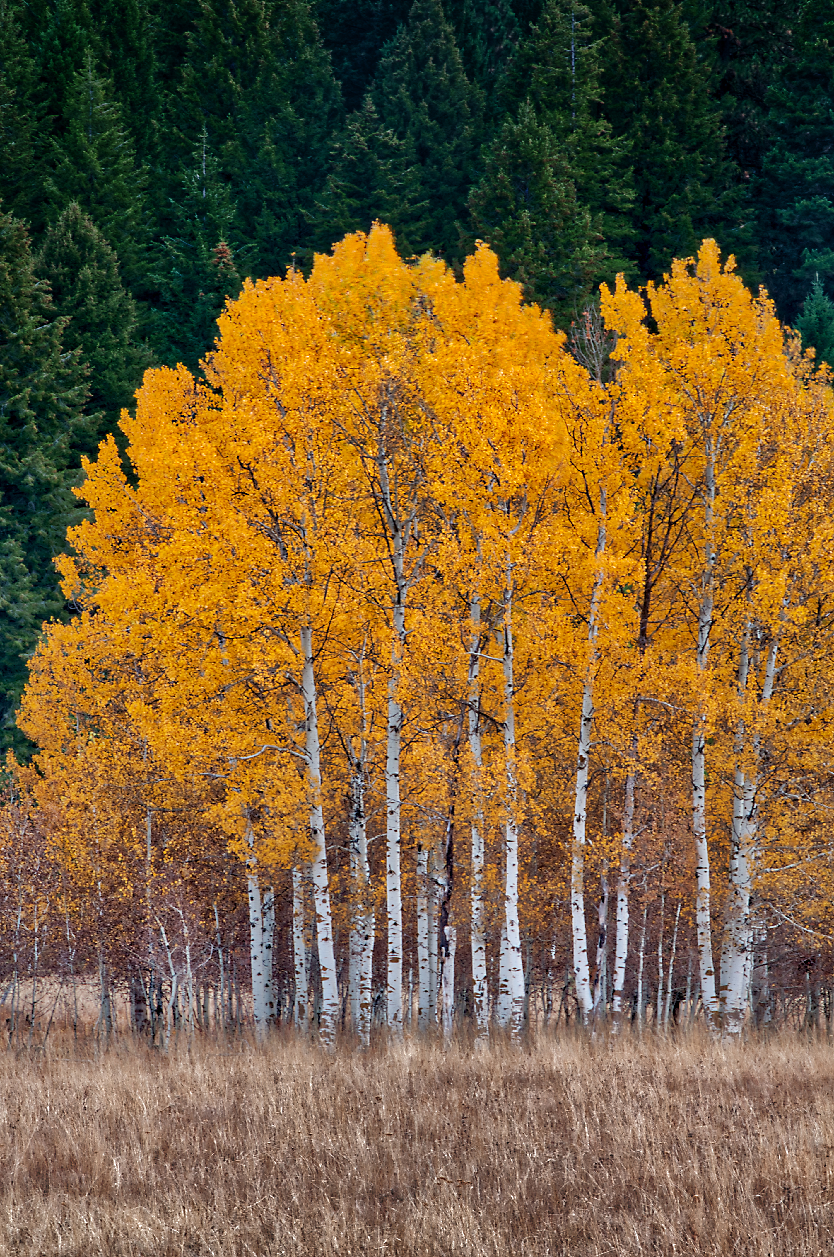 Quaking aspen trees