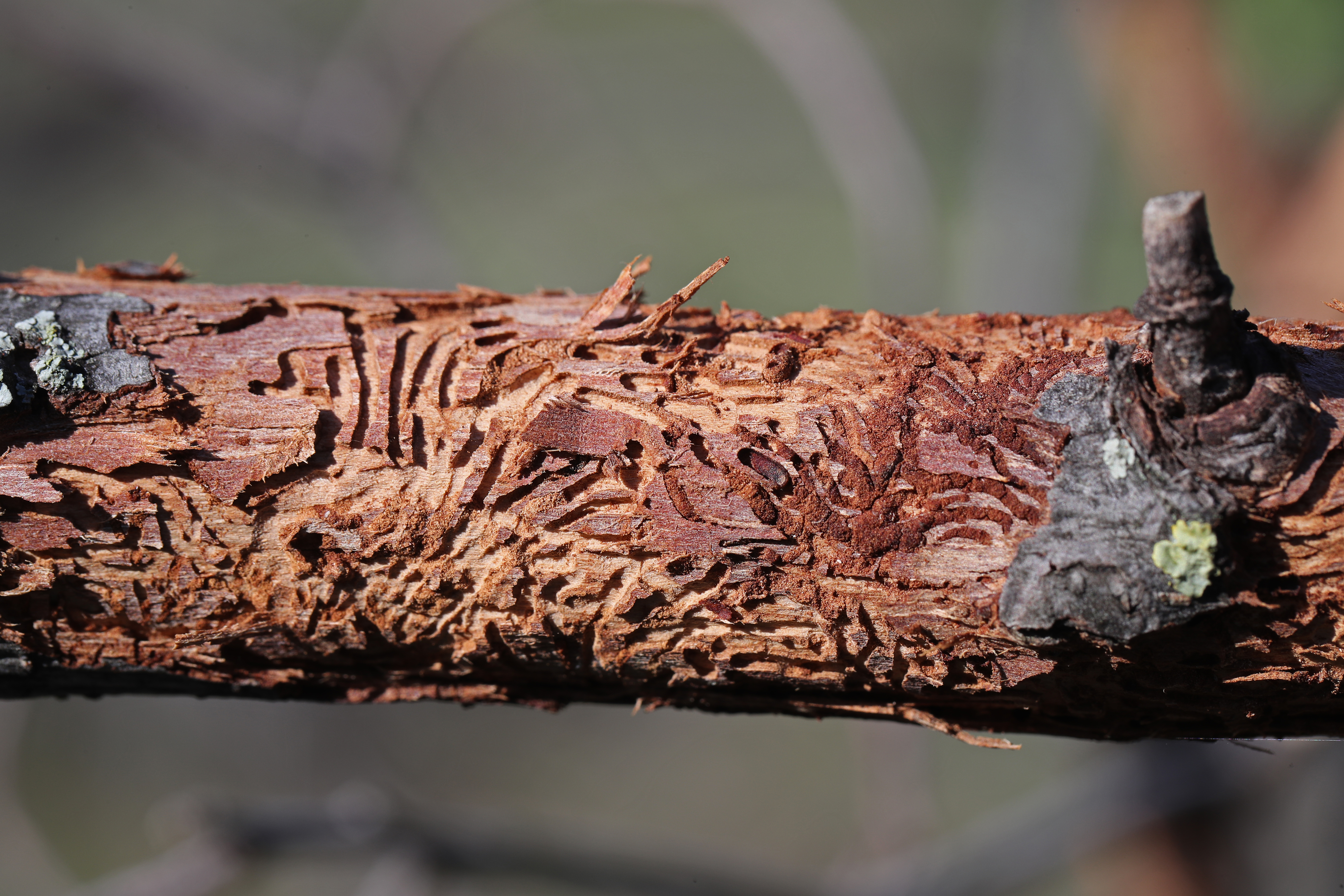 Elm branch eaten by disease-spreading beetles