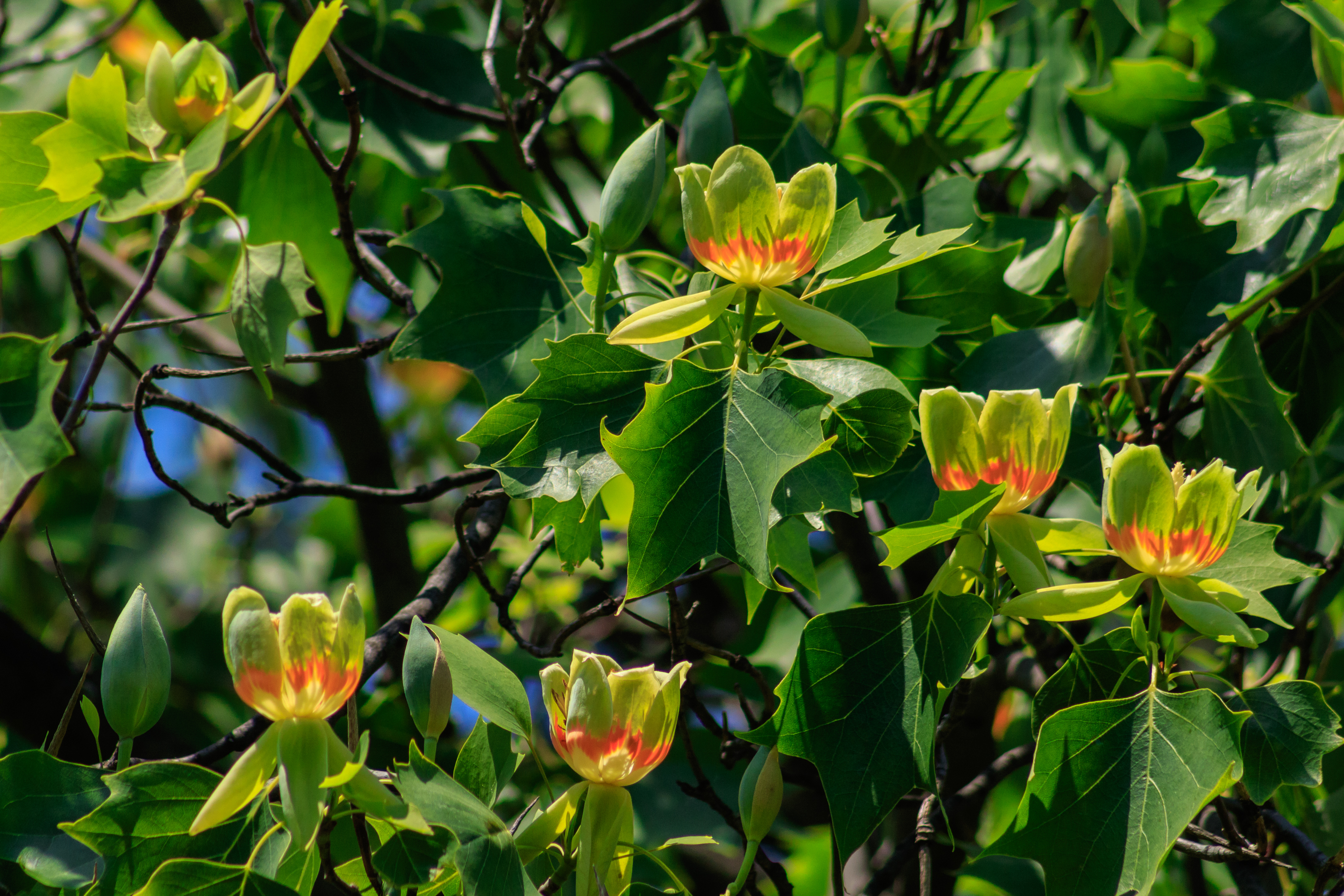 Yellow-poplar (tuliptree) in bloom