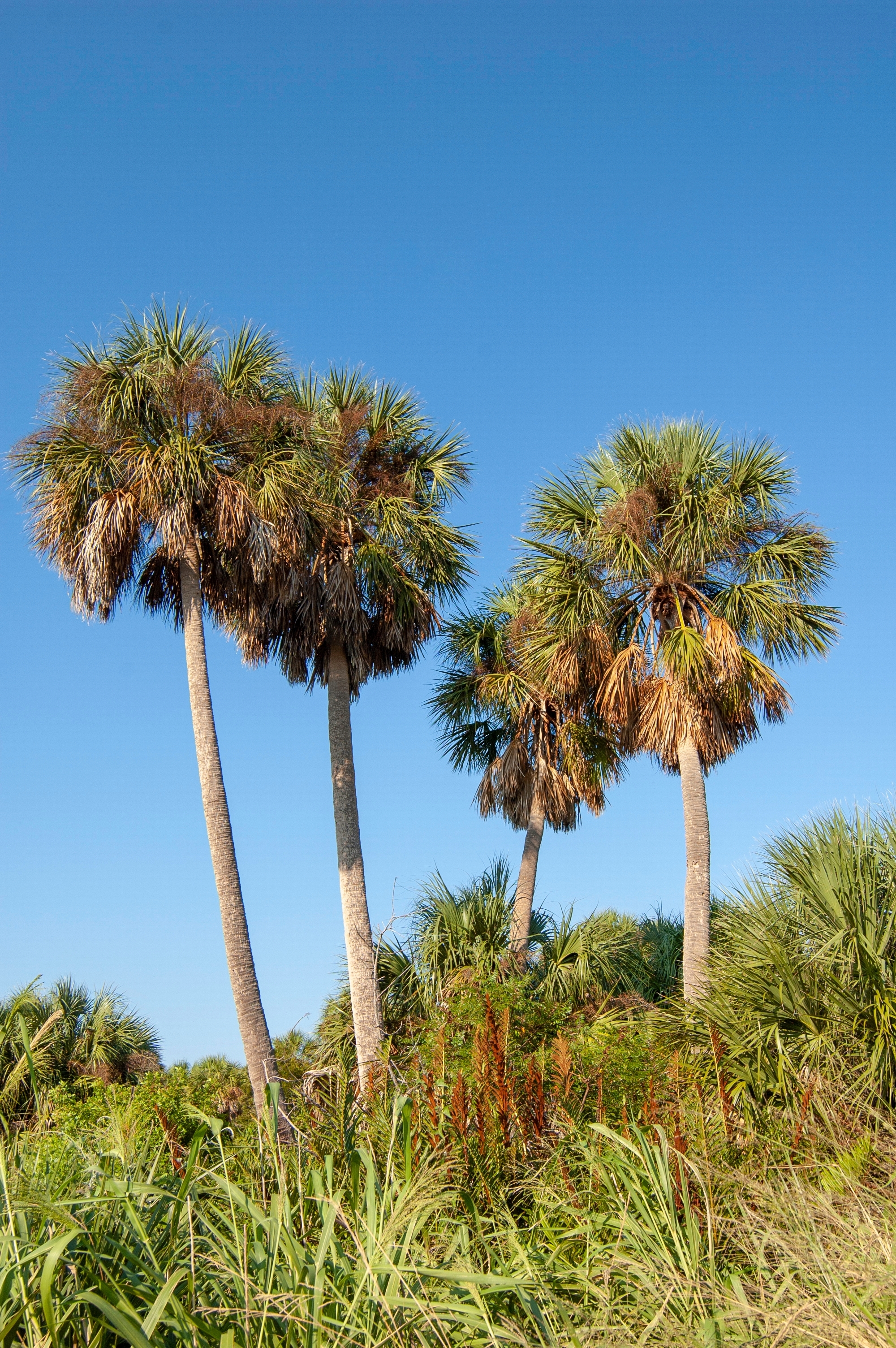 Sabal palmettos