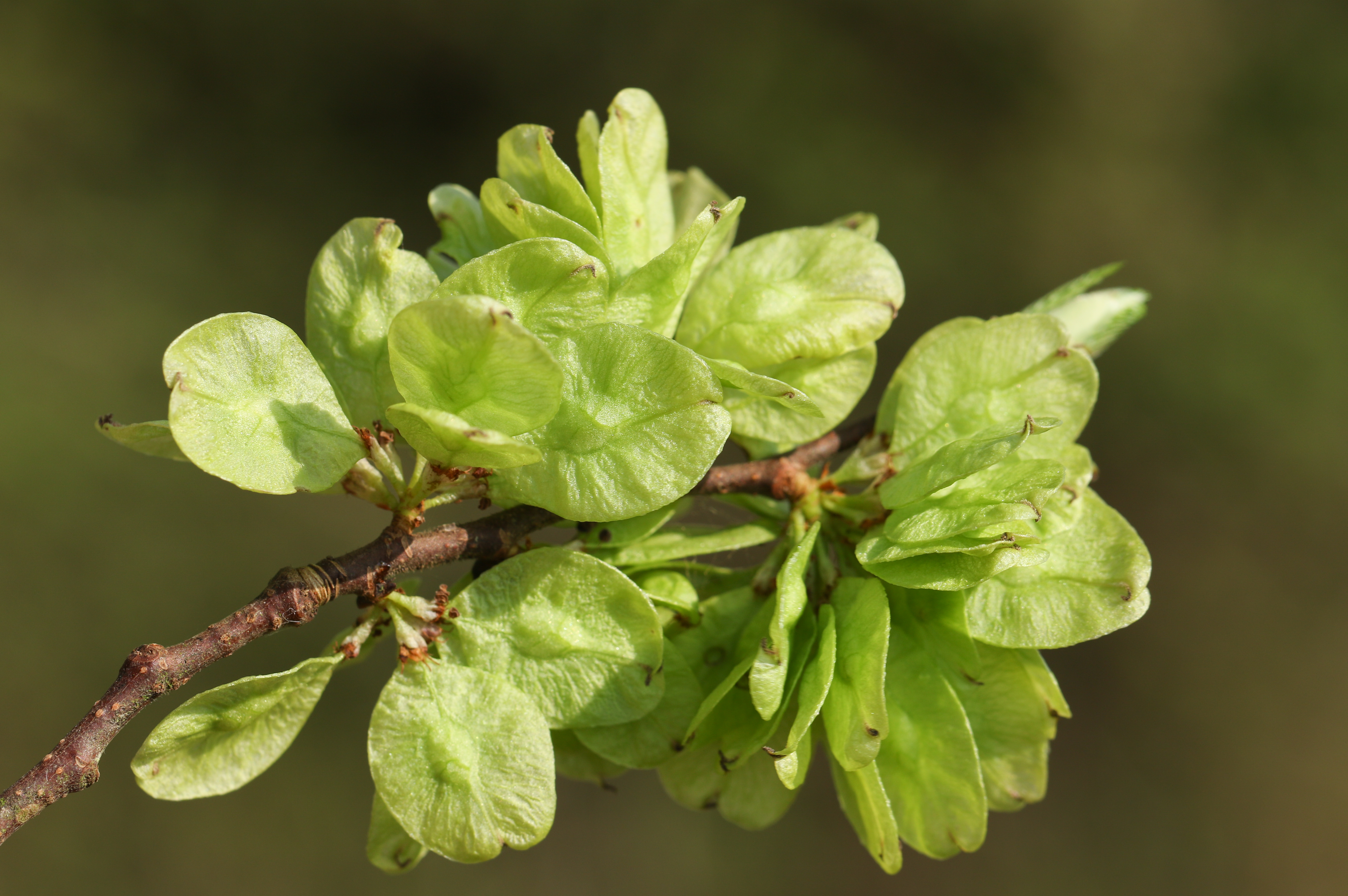 Fruit of the elm tree