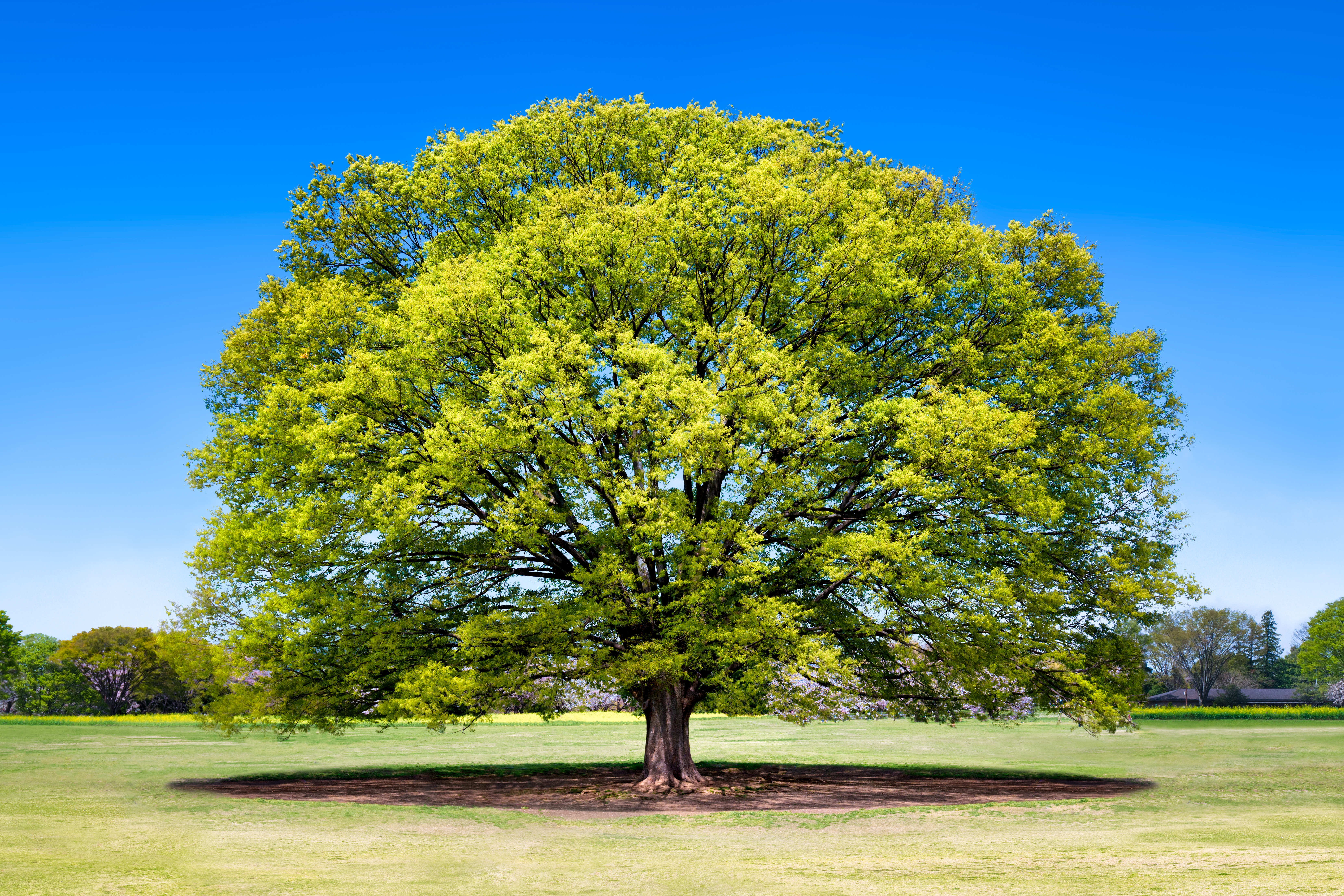 Japanese elm