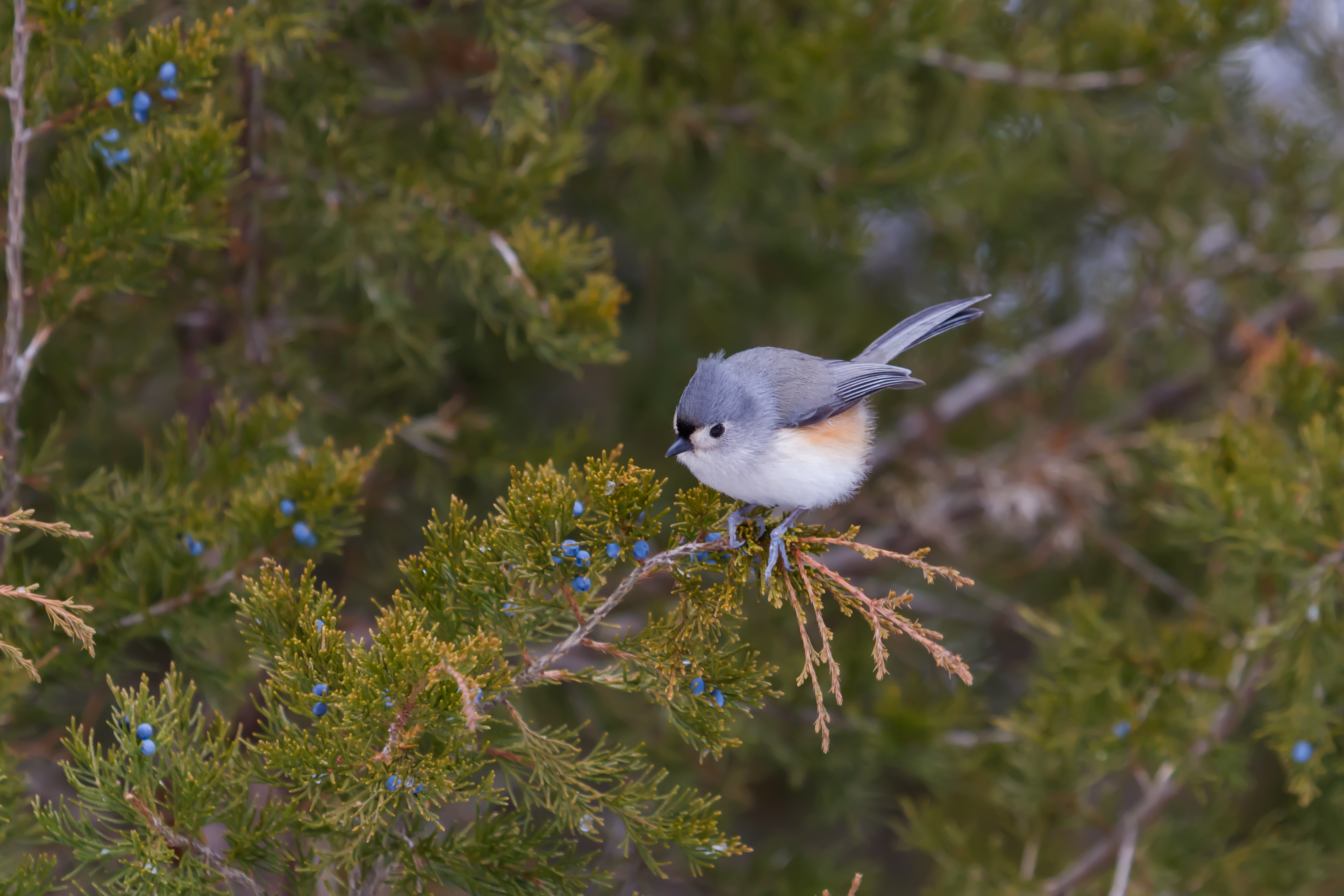 Tufted titmouse perched on an eastern redcedar branch