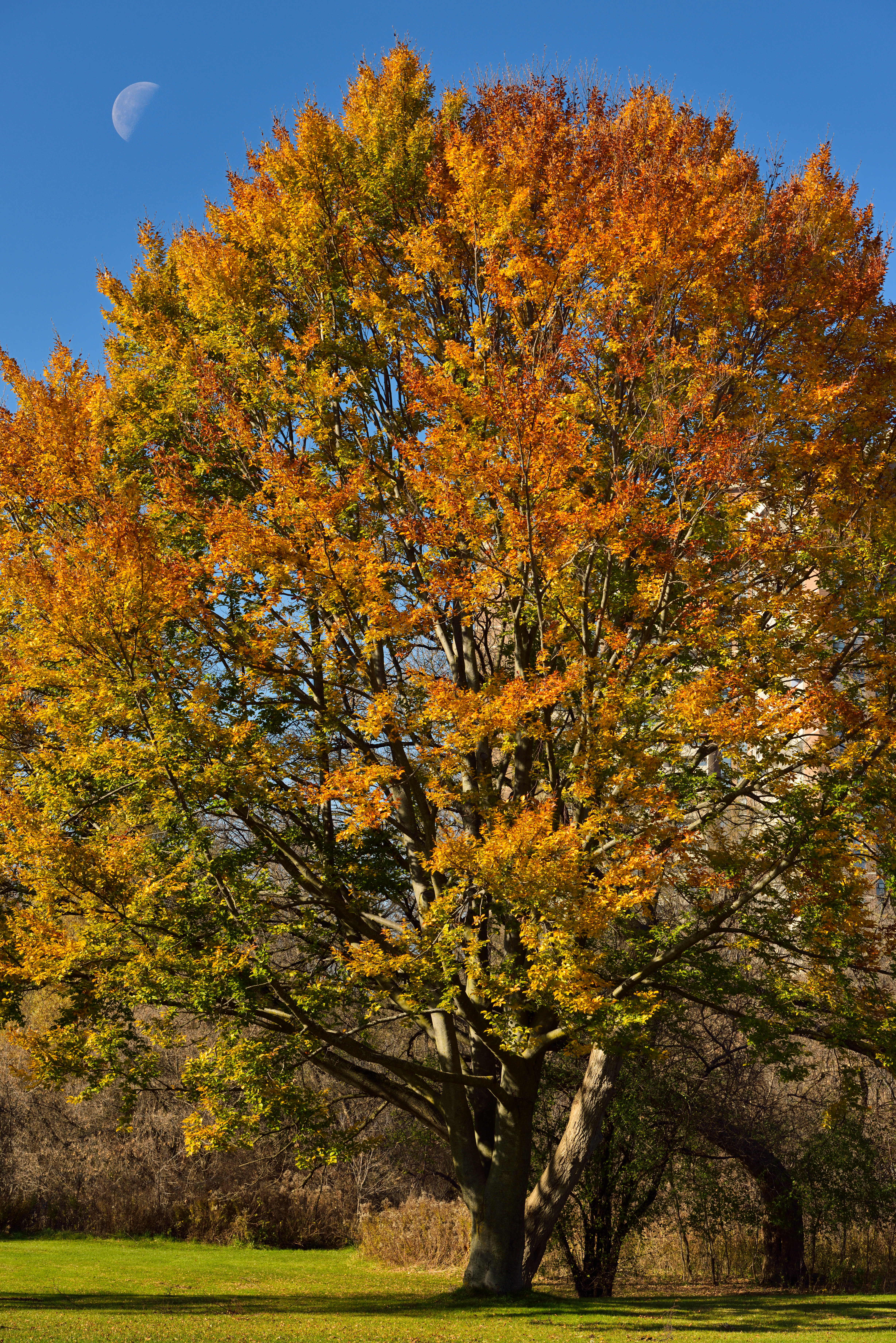 Beech tree in autumn