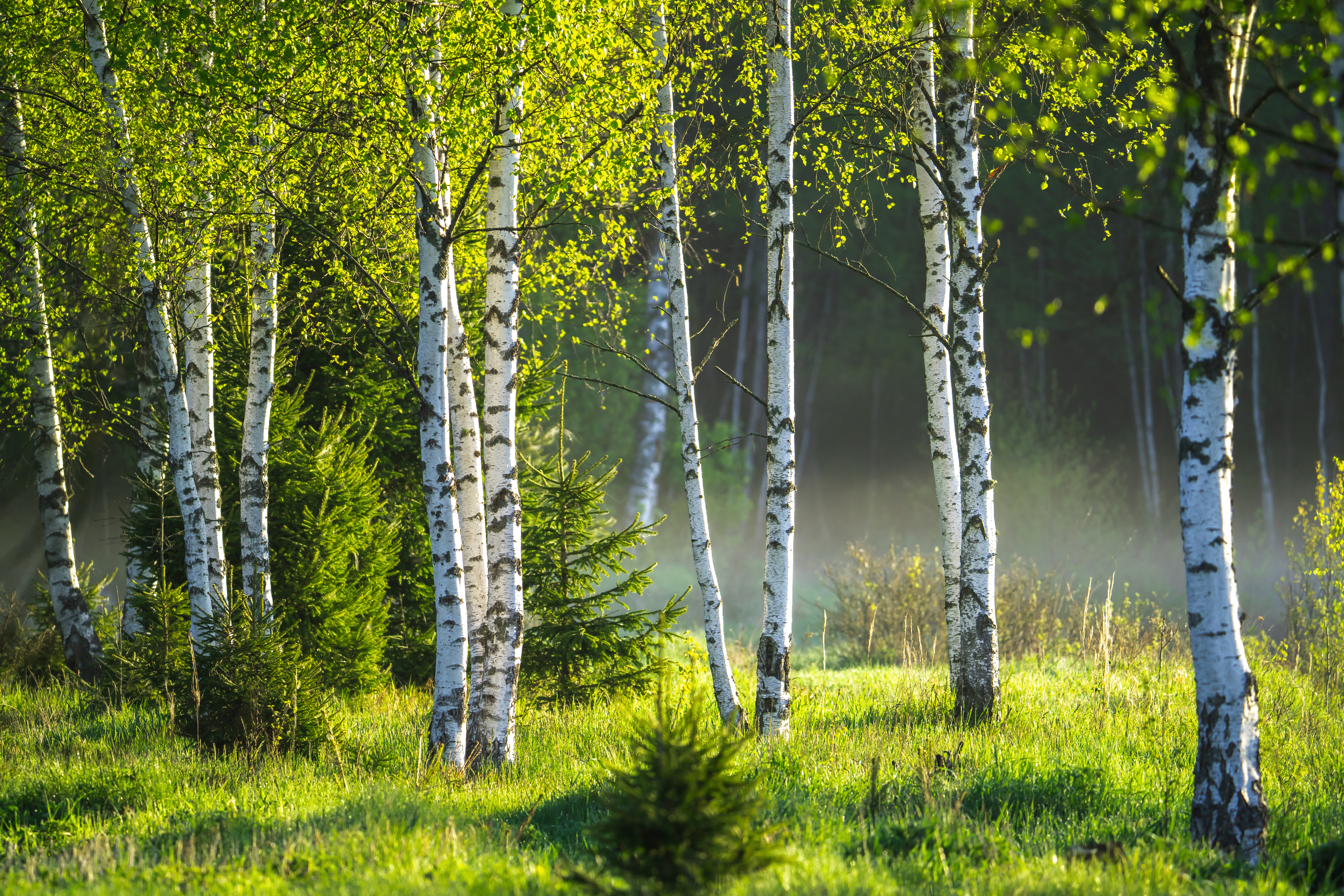 Grove of birch trees