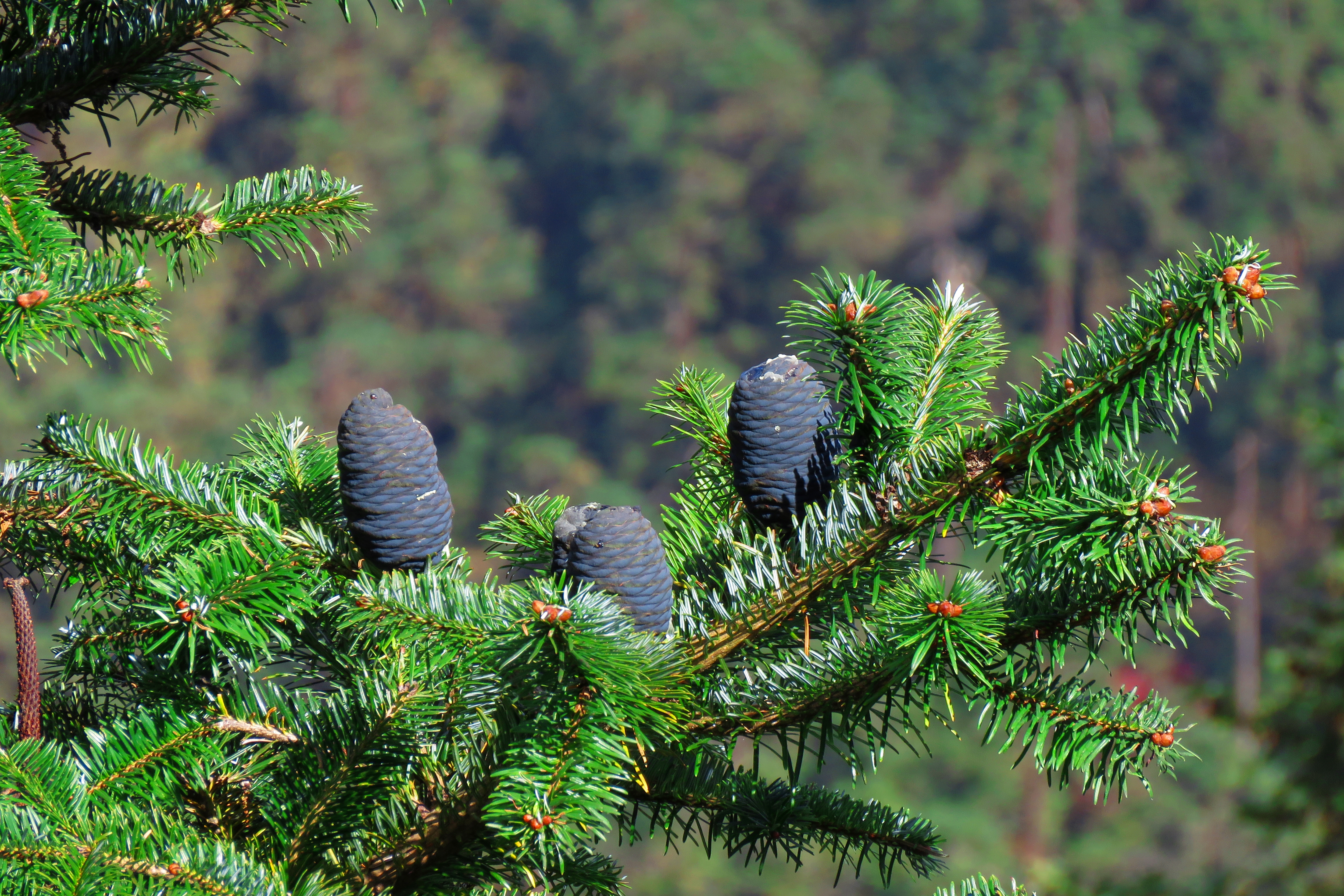 Needles and cones of the balsam fir