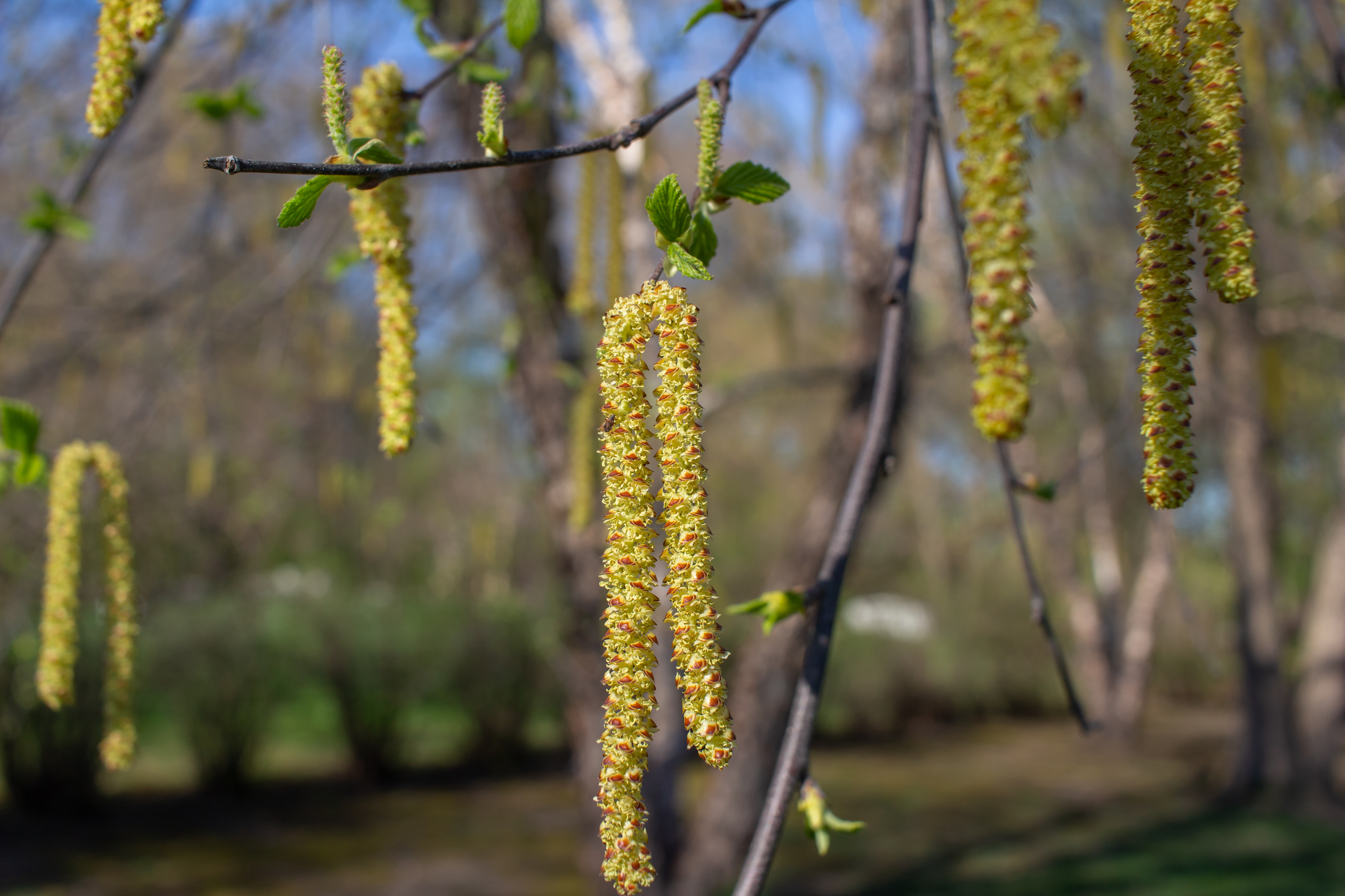 River birch catkins