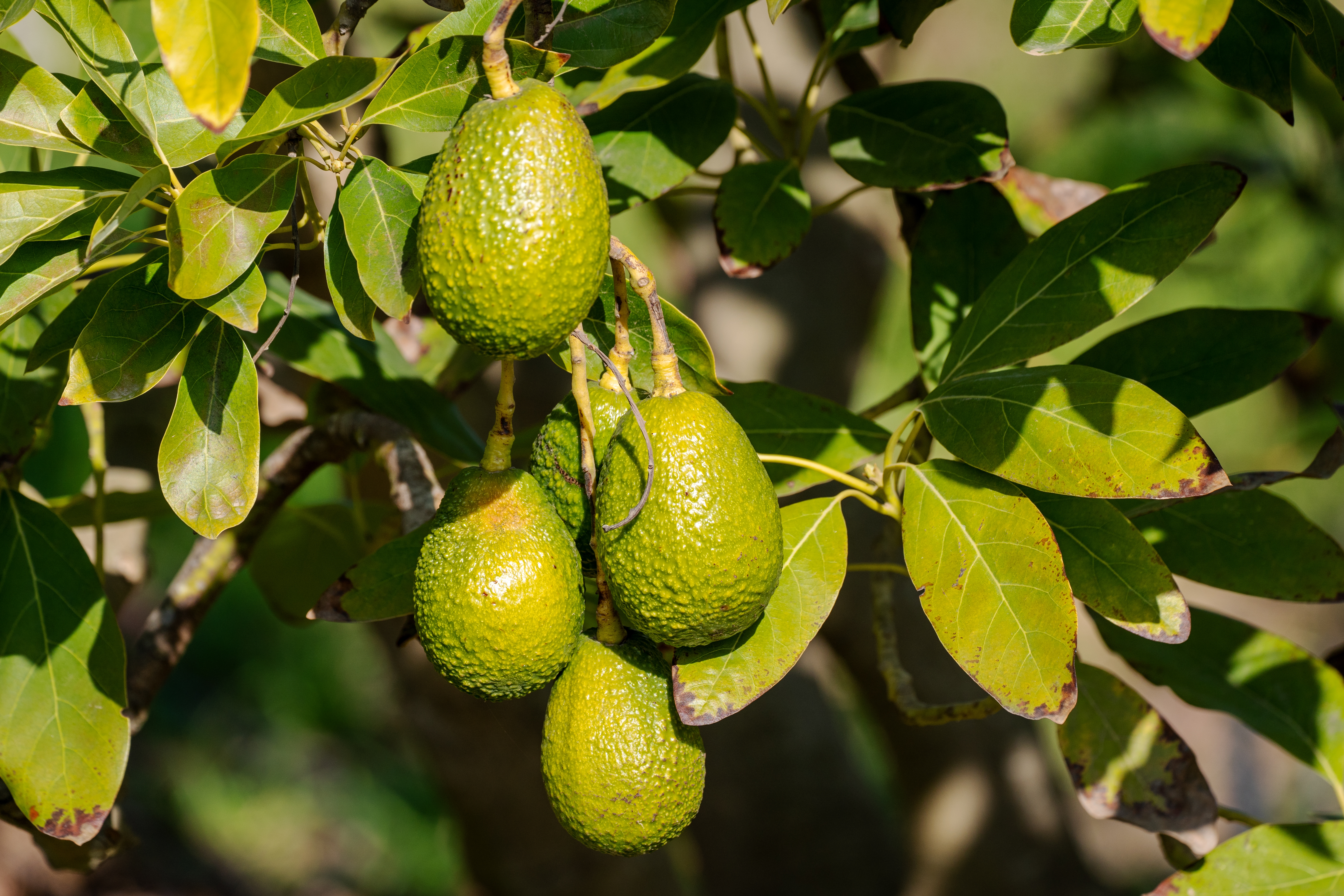 Fruit and leaves of the avocado tree