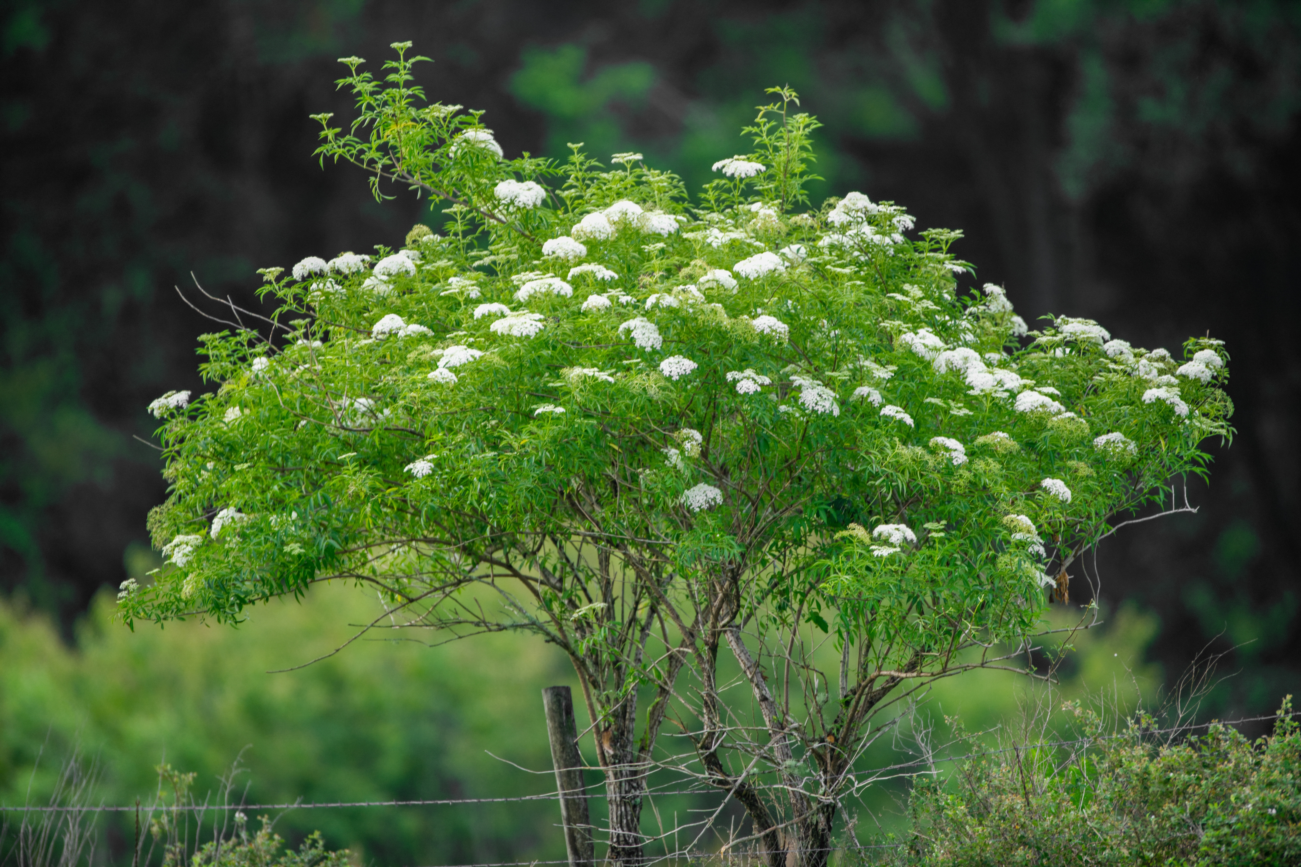 American elder in bloom