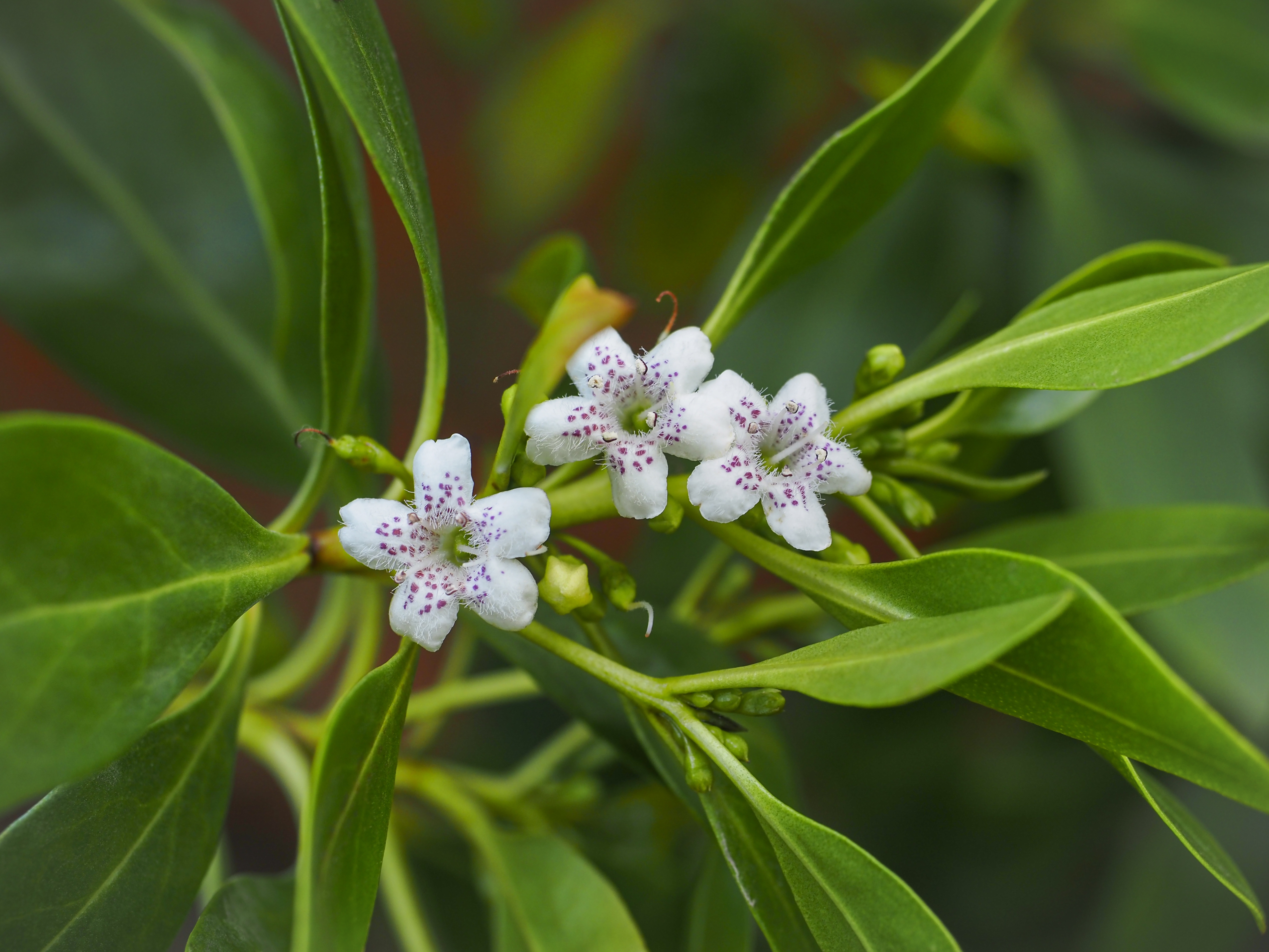 Flowers of the mousehole tree, a member of the figwort family