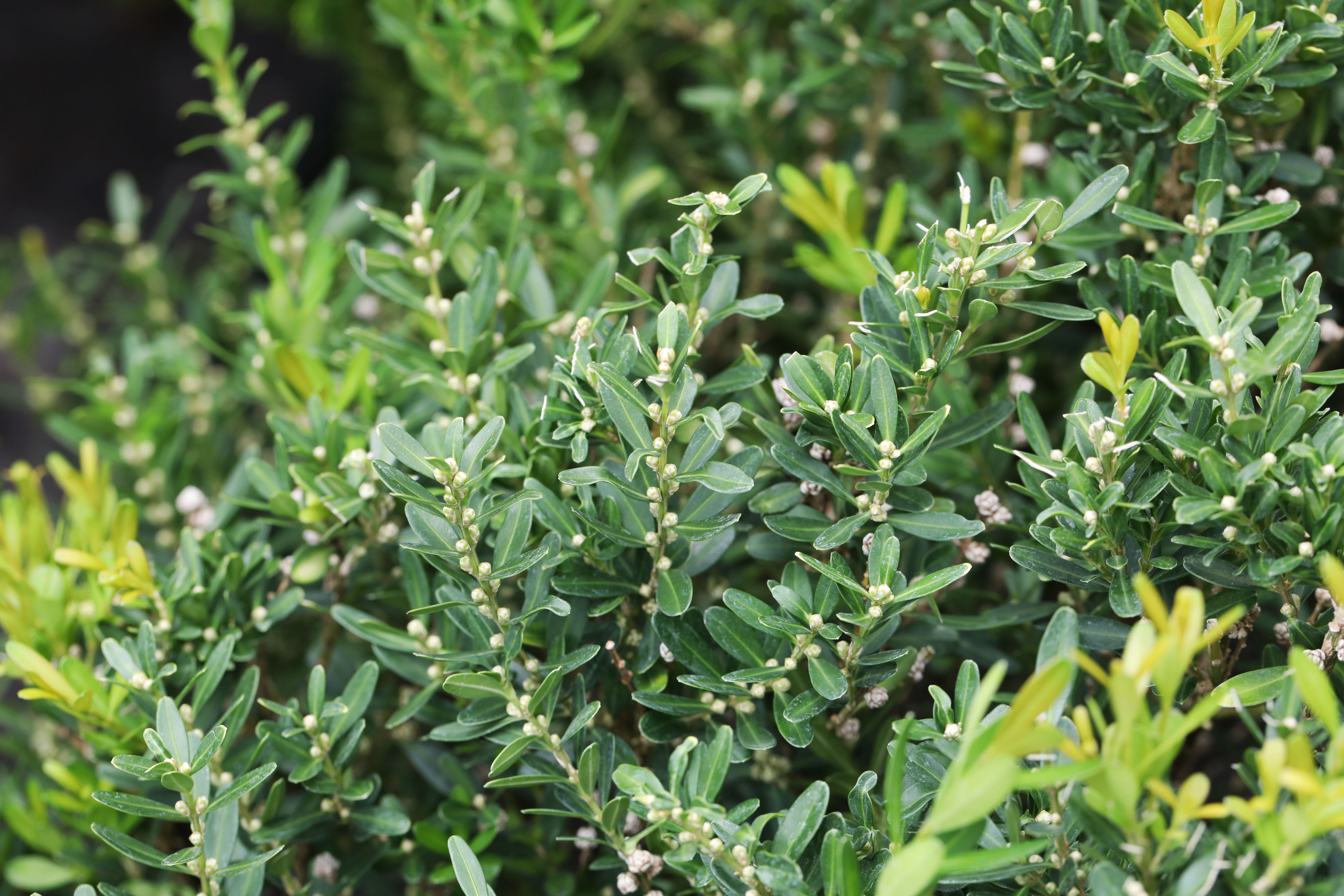 Boxwood shrub