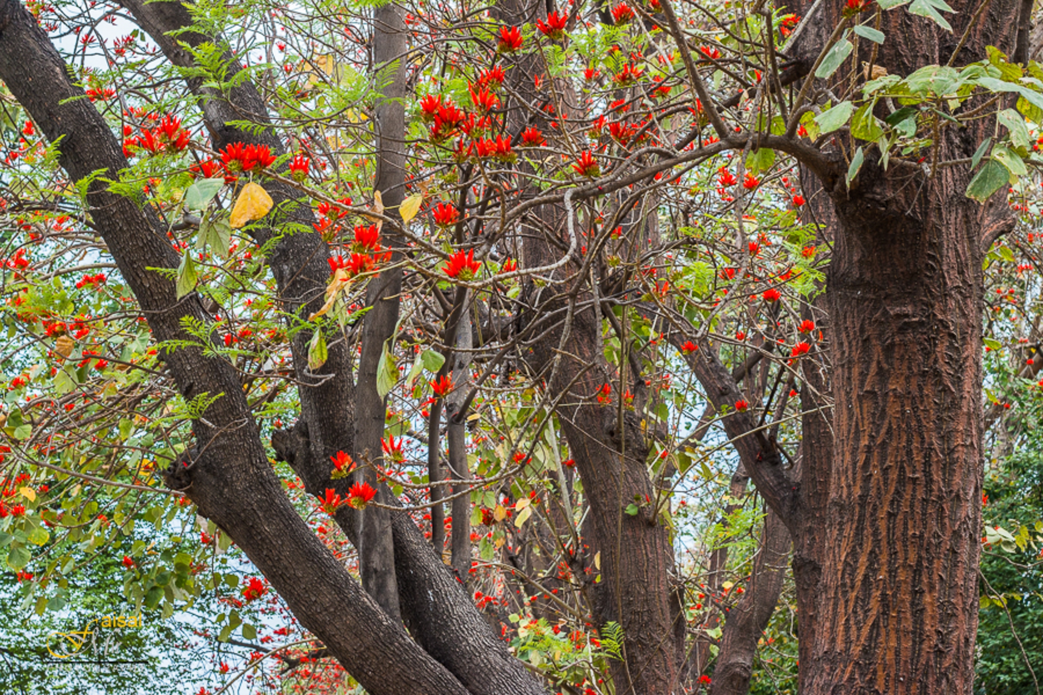 Coral tree in bloom