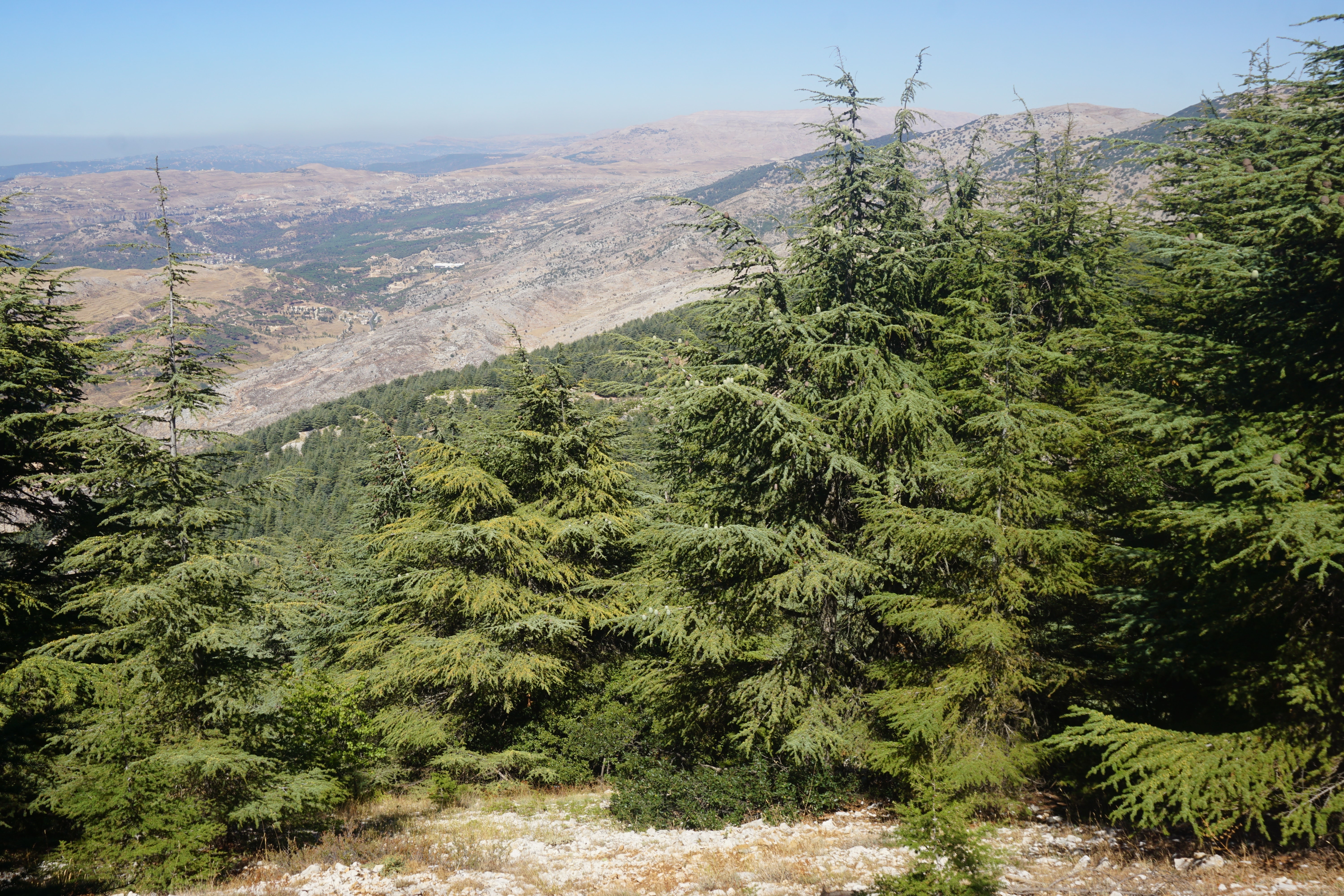 Cedars of Lebanon