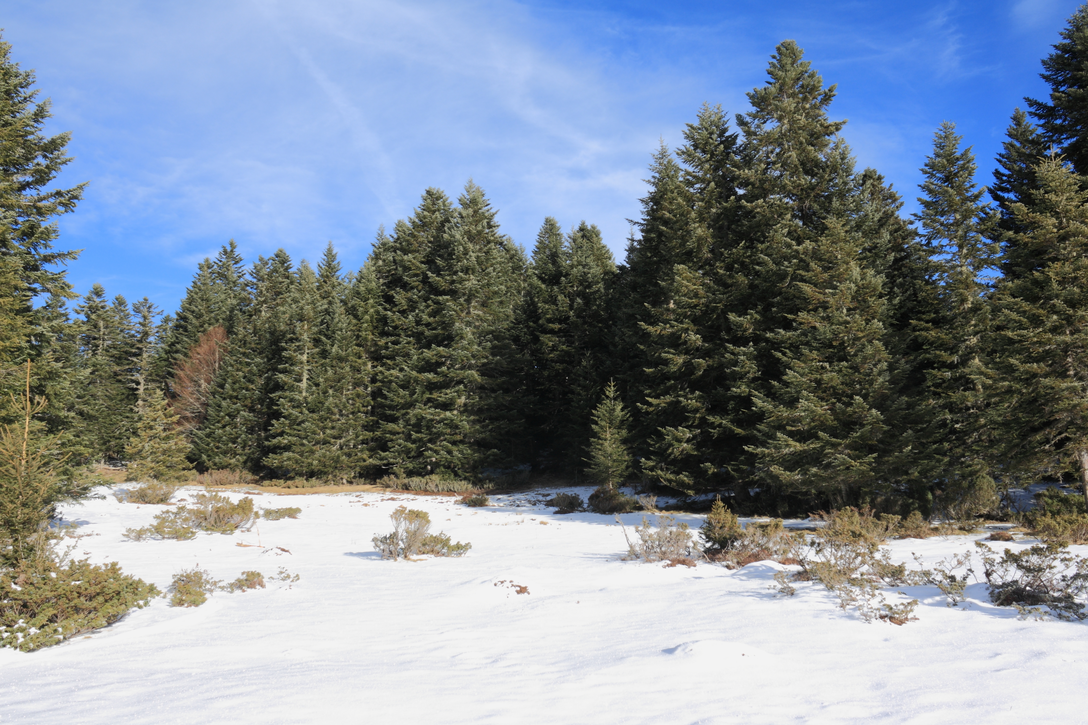 Silver firs in winter