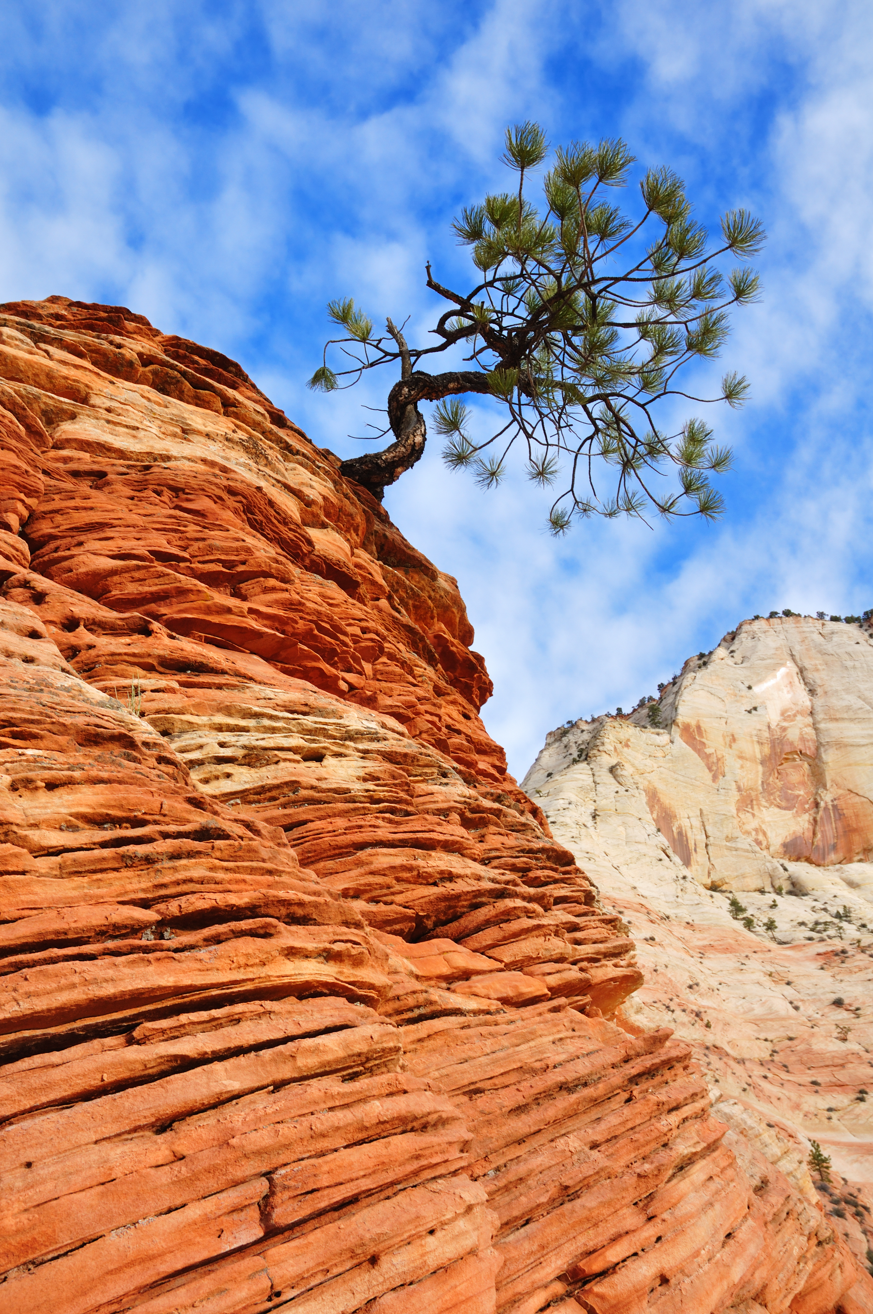 A piñon tree grows from a rocky outcrop