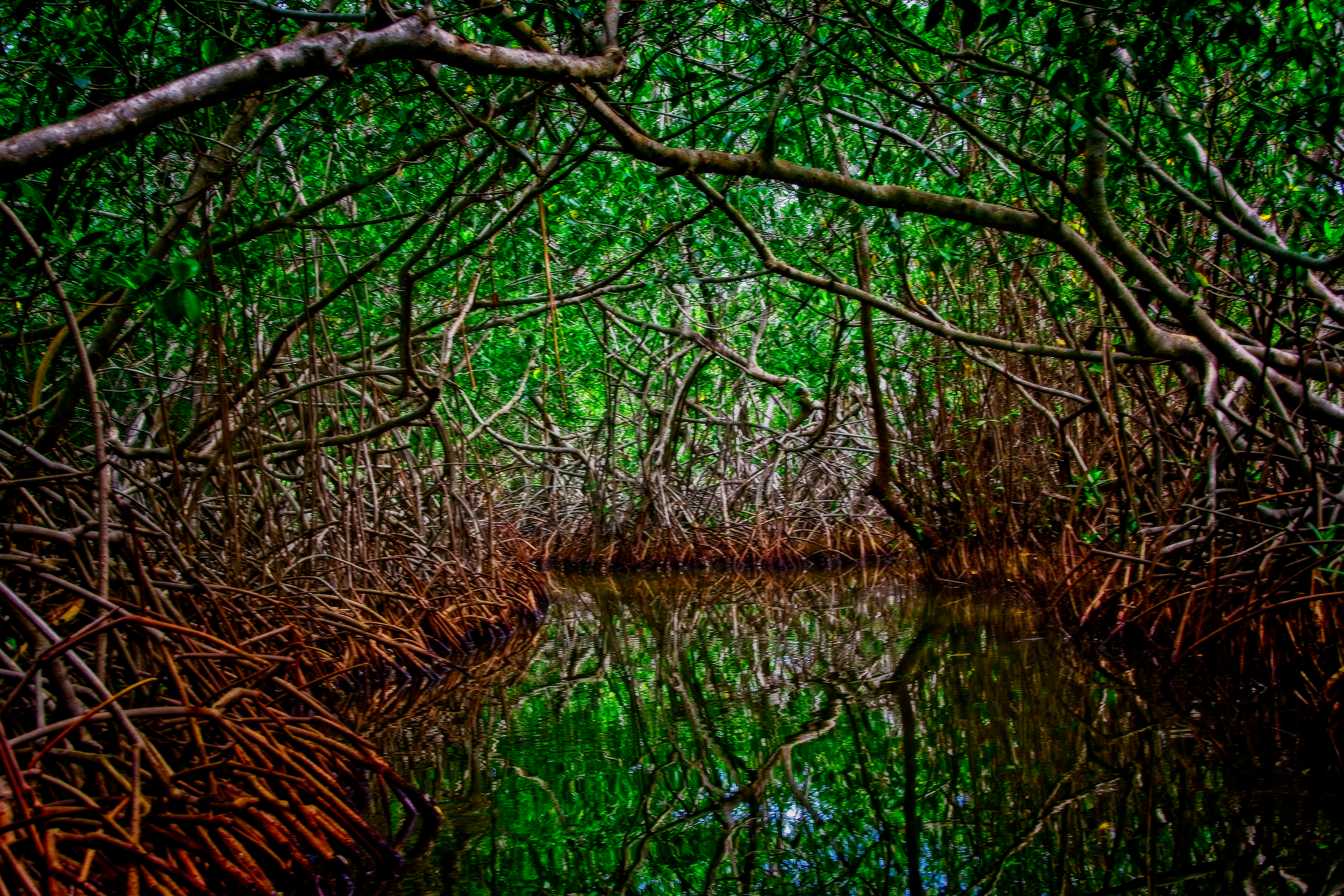 Mangrove swamp in Colombia