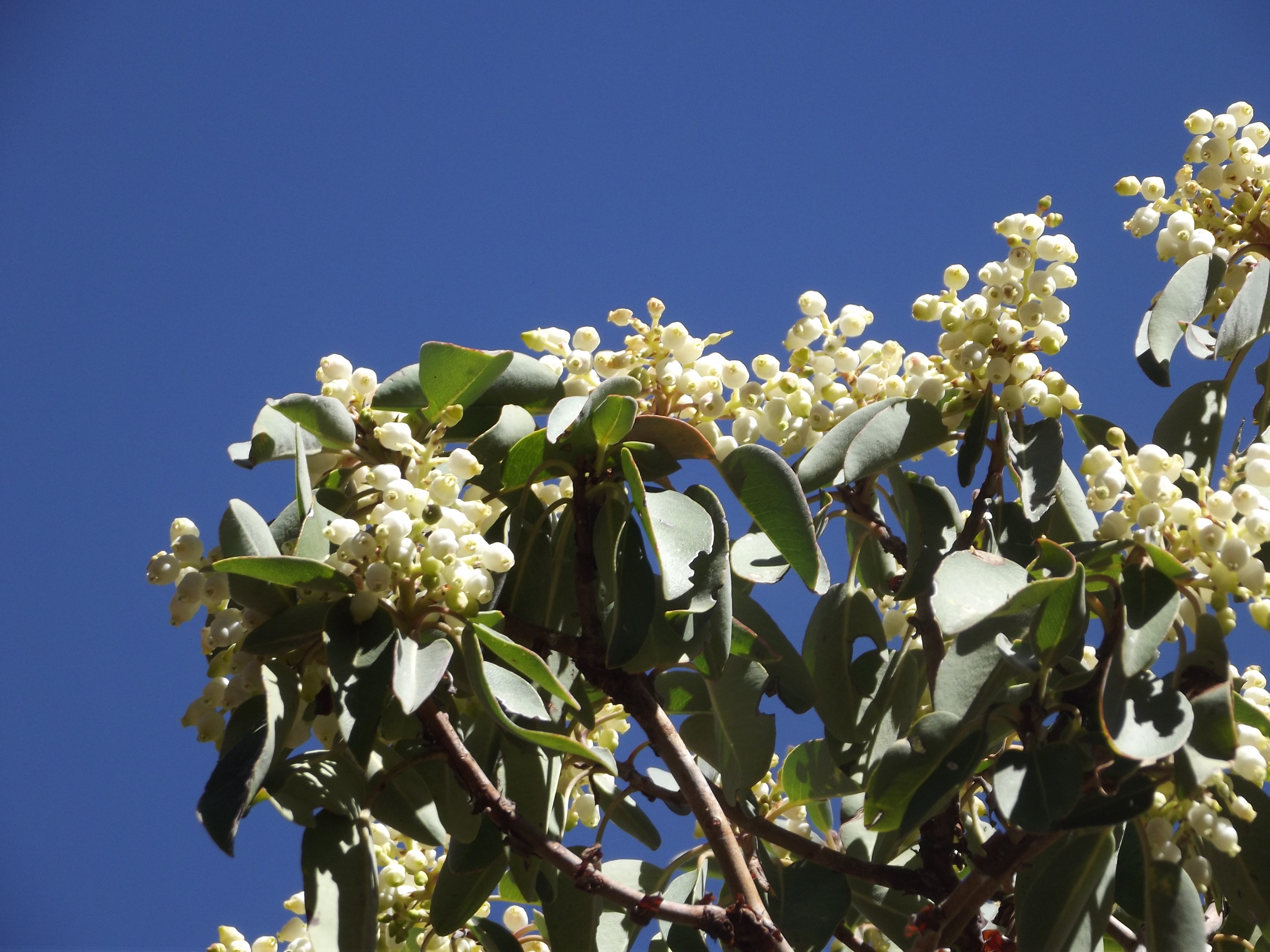 Flowers and leaves of the madrona