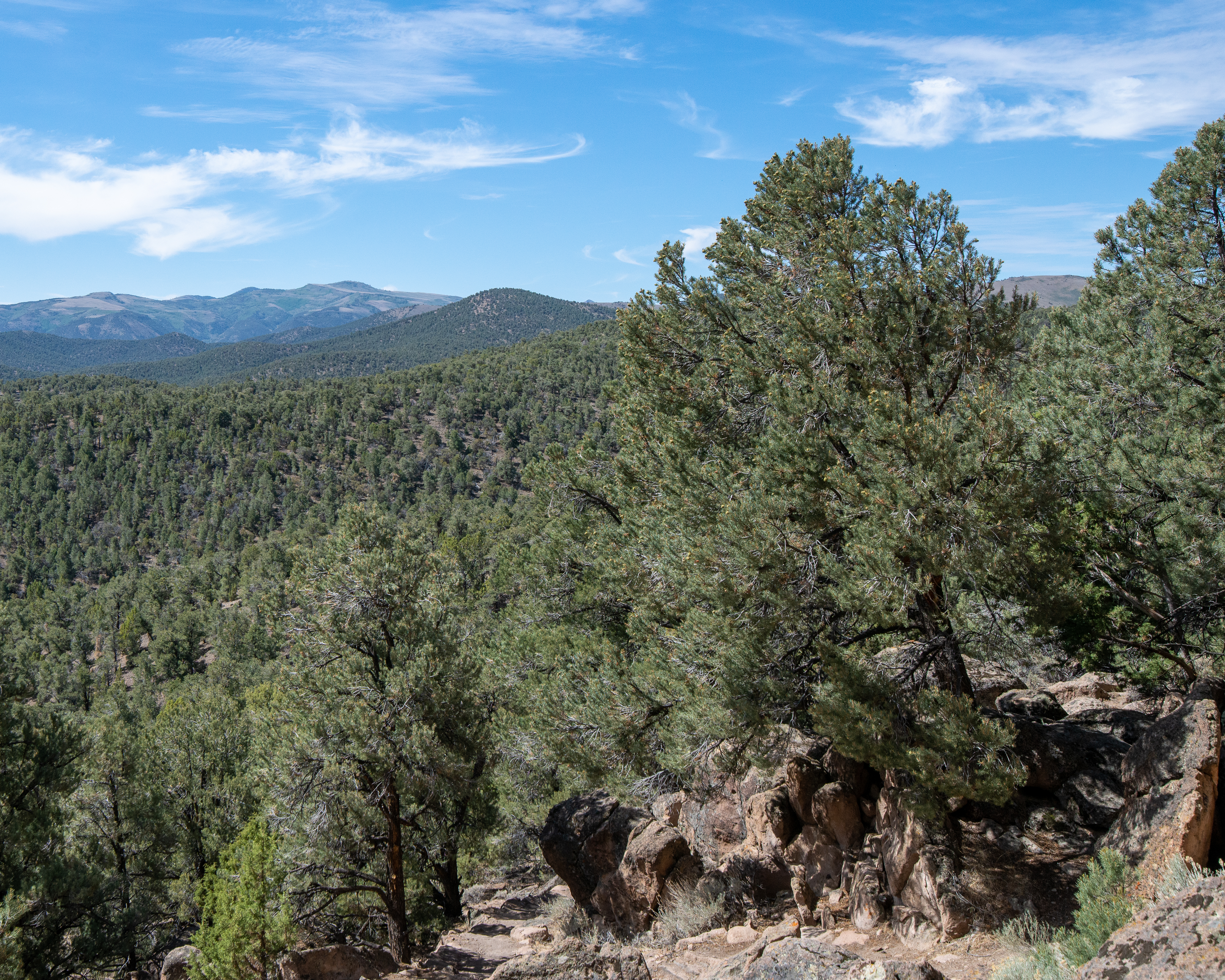 Piñon forest in Nevada