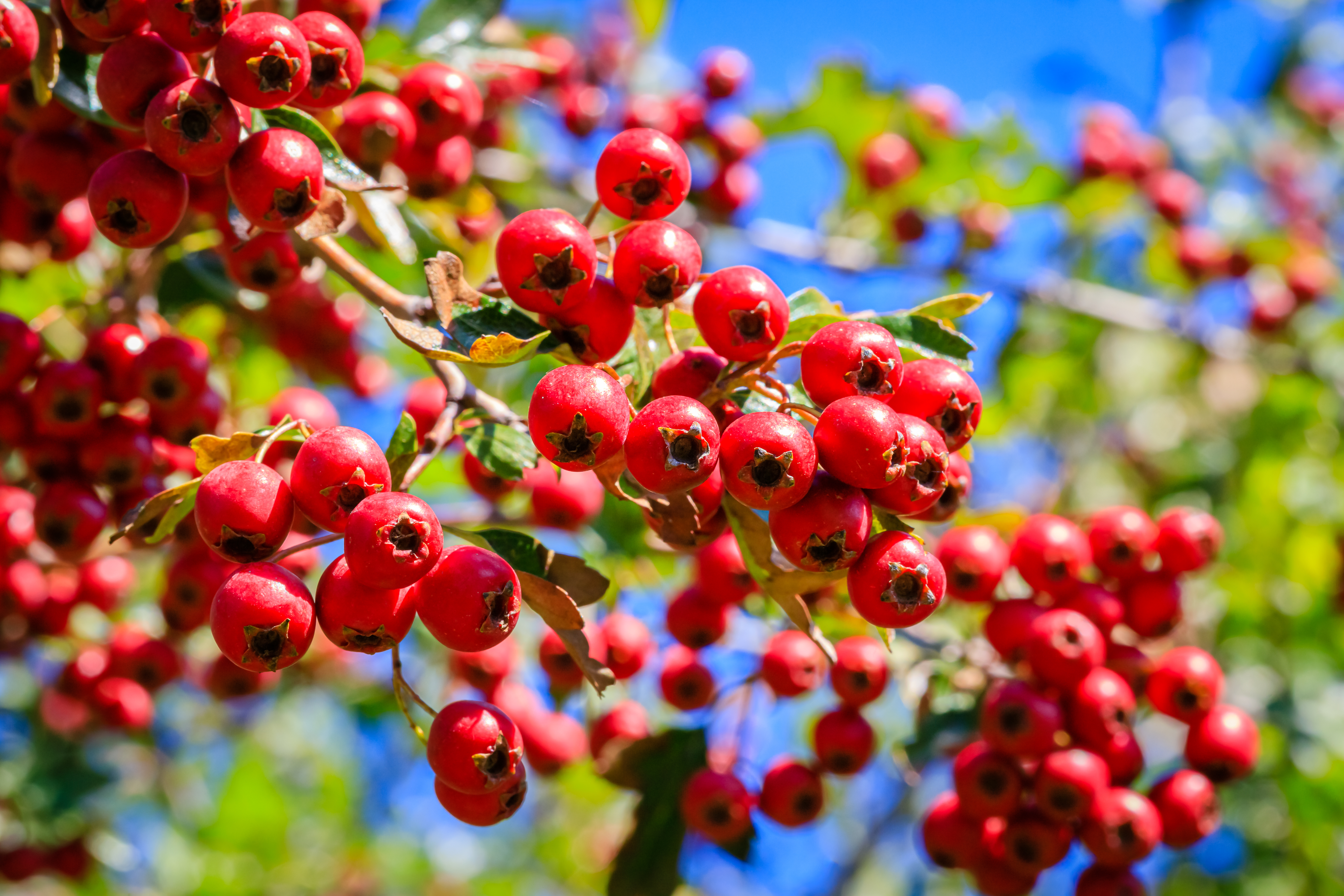 Fruit of the hawthorn