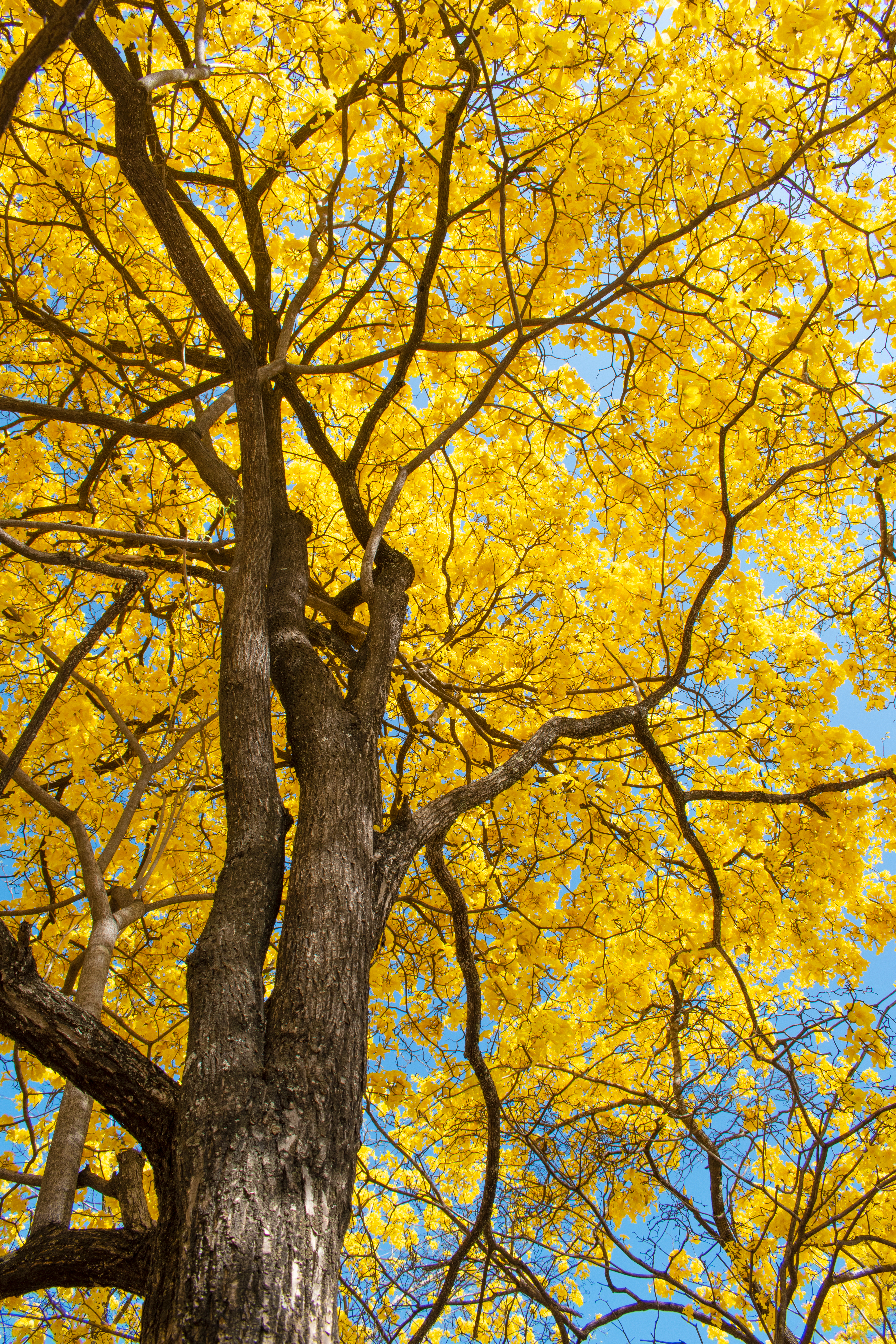 Guayacan (lignum-vitae) tree blooming with yellow flowers