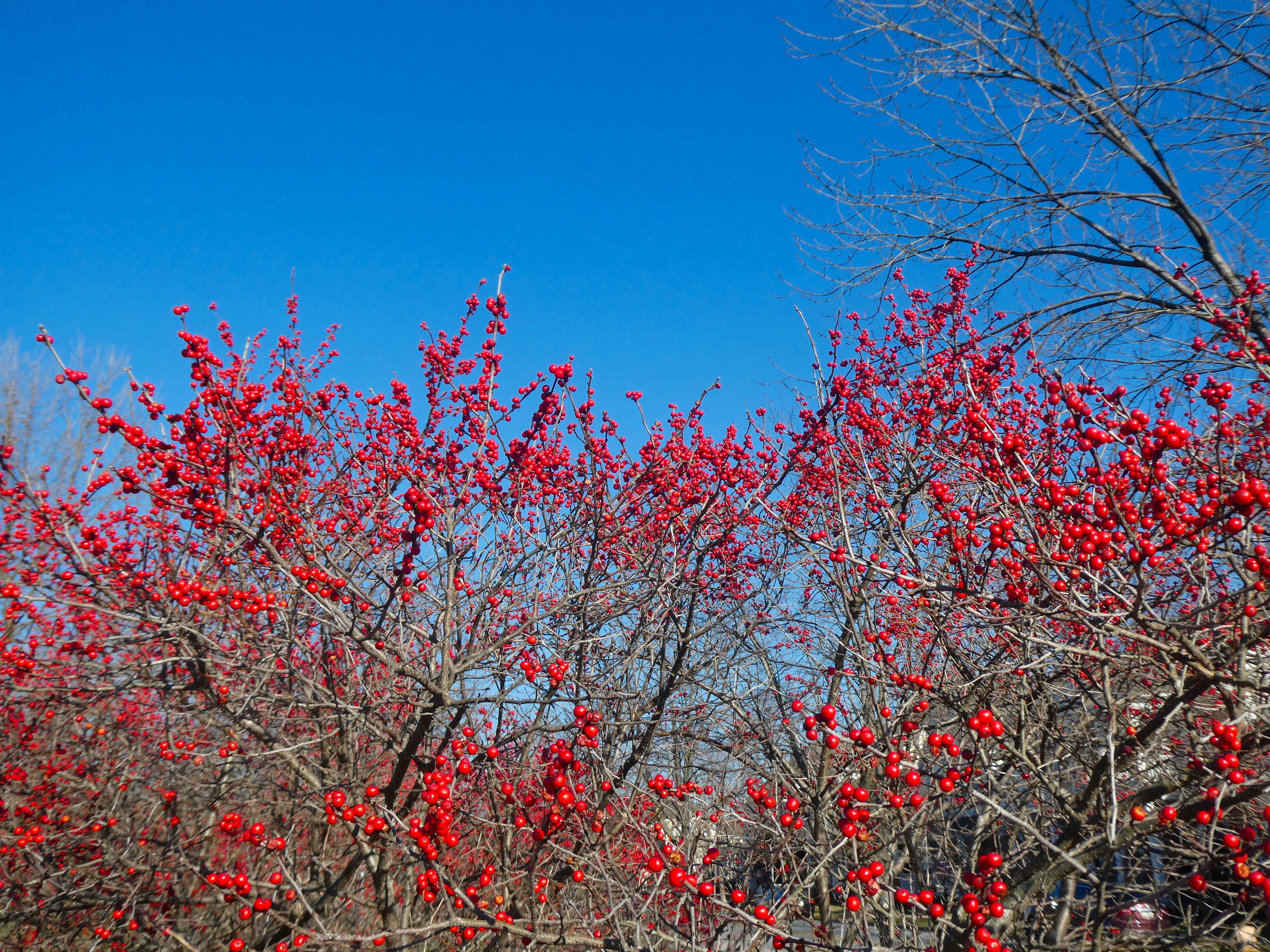 Winterberry, a holly shrub of North American wetlands