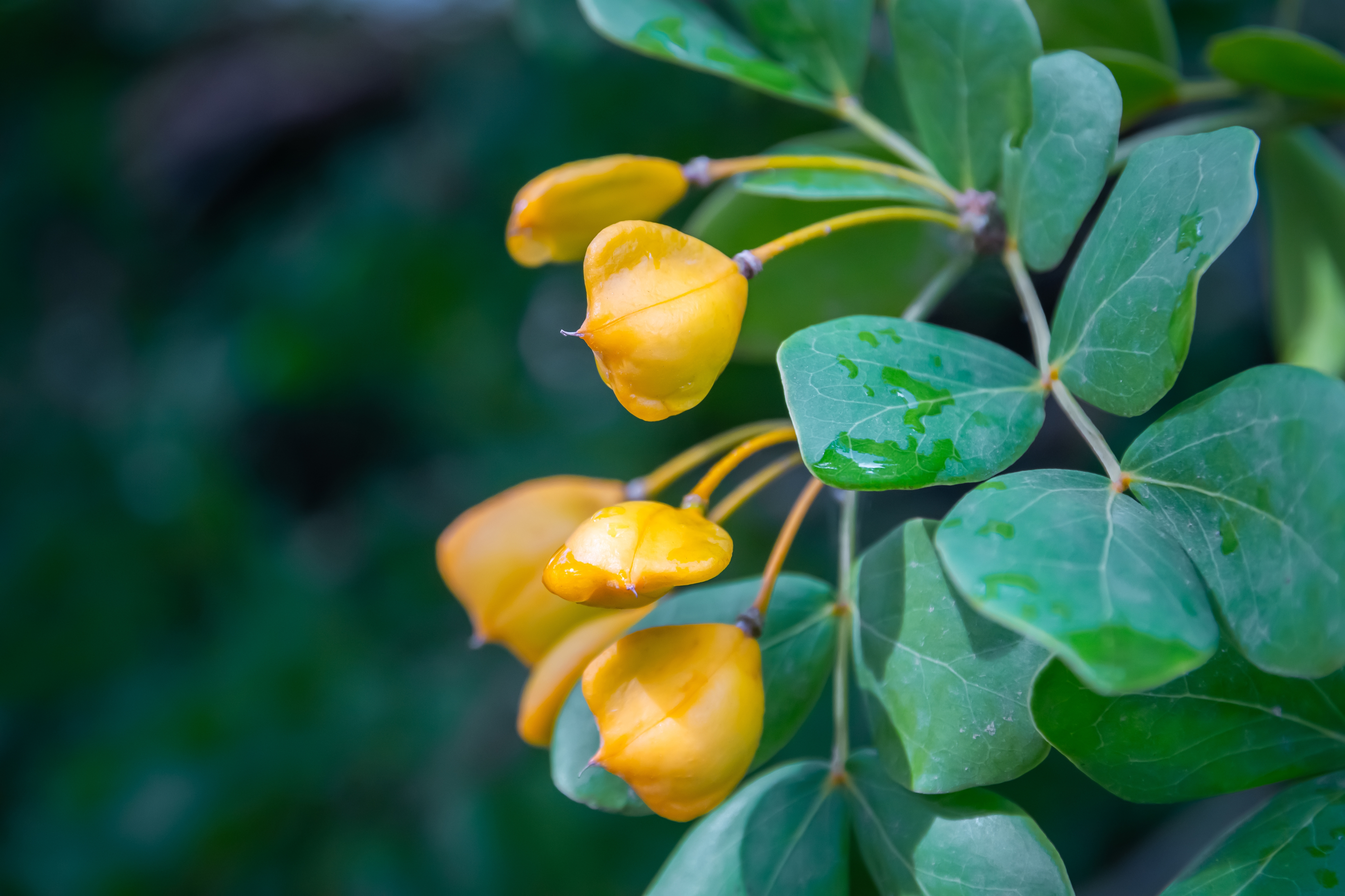 Lignum-vitae fruit