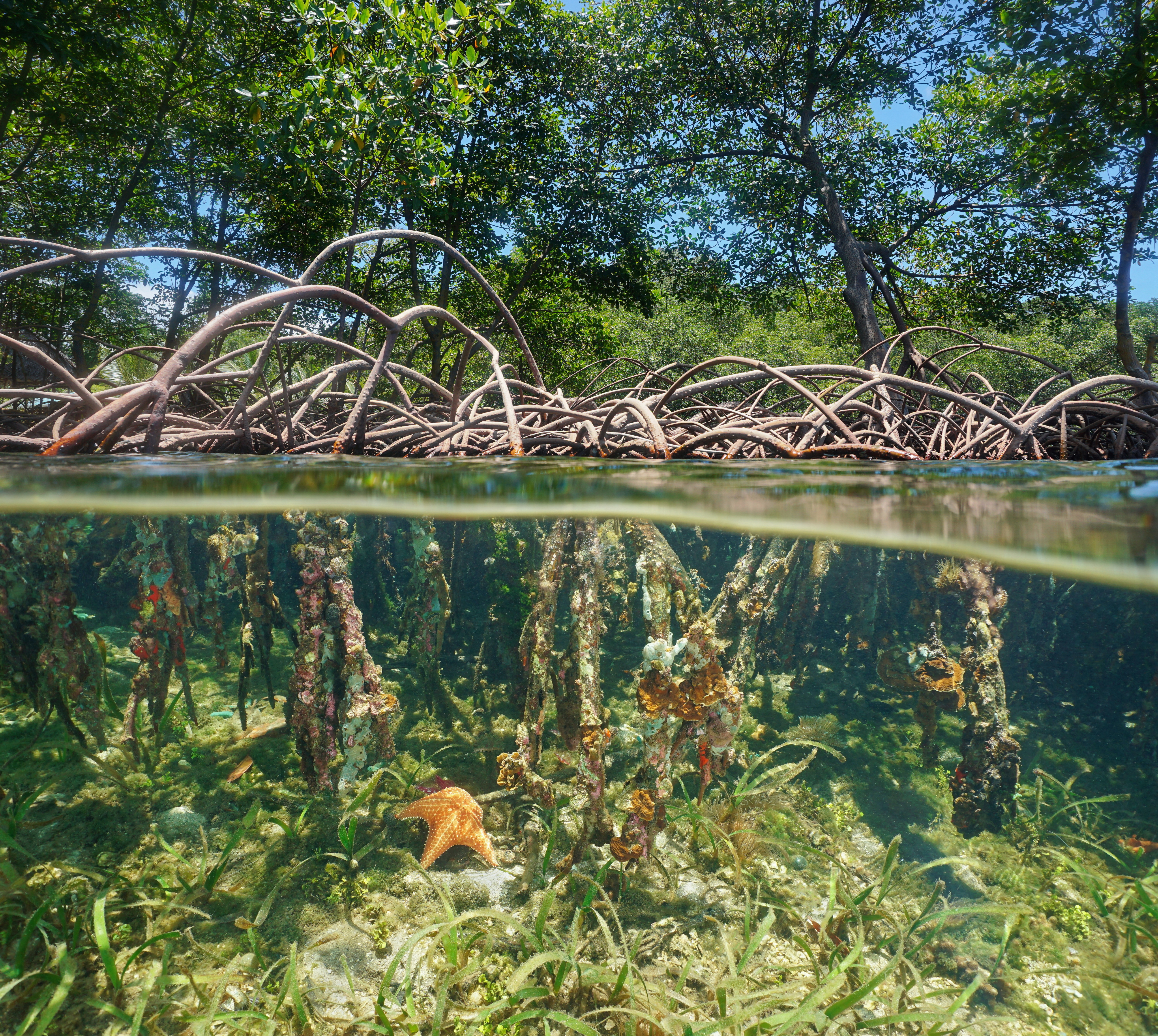 Mangrove roots above and below water