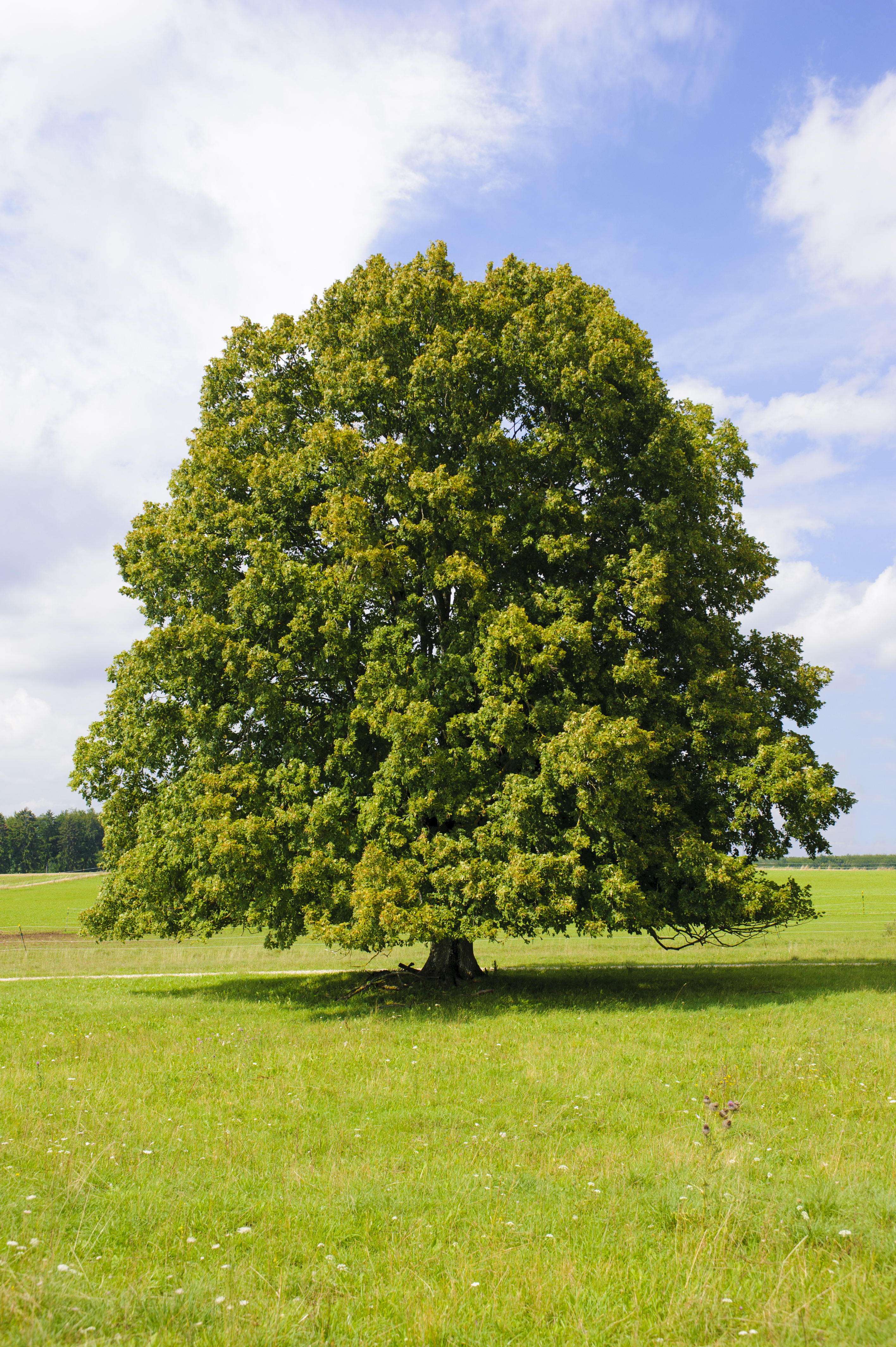 Linden tree in summer