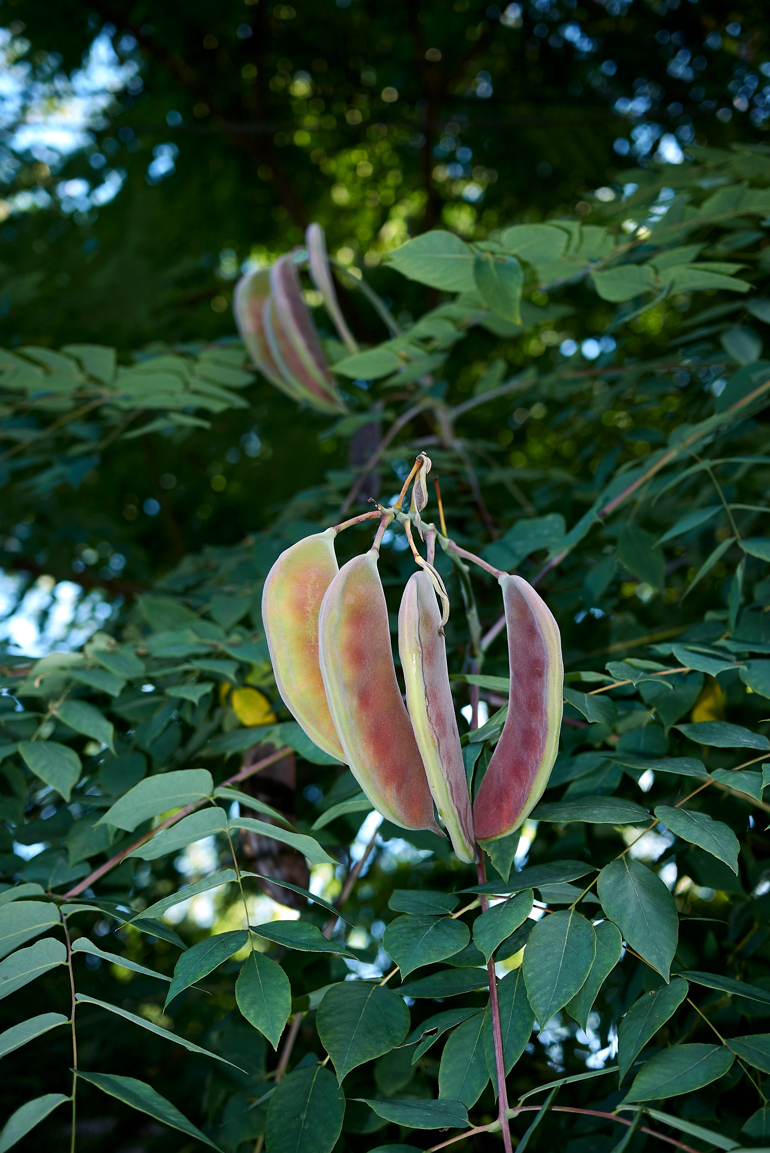 Fruit of the Kentucky coffeetree