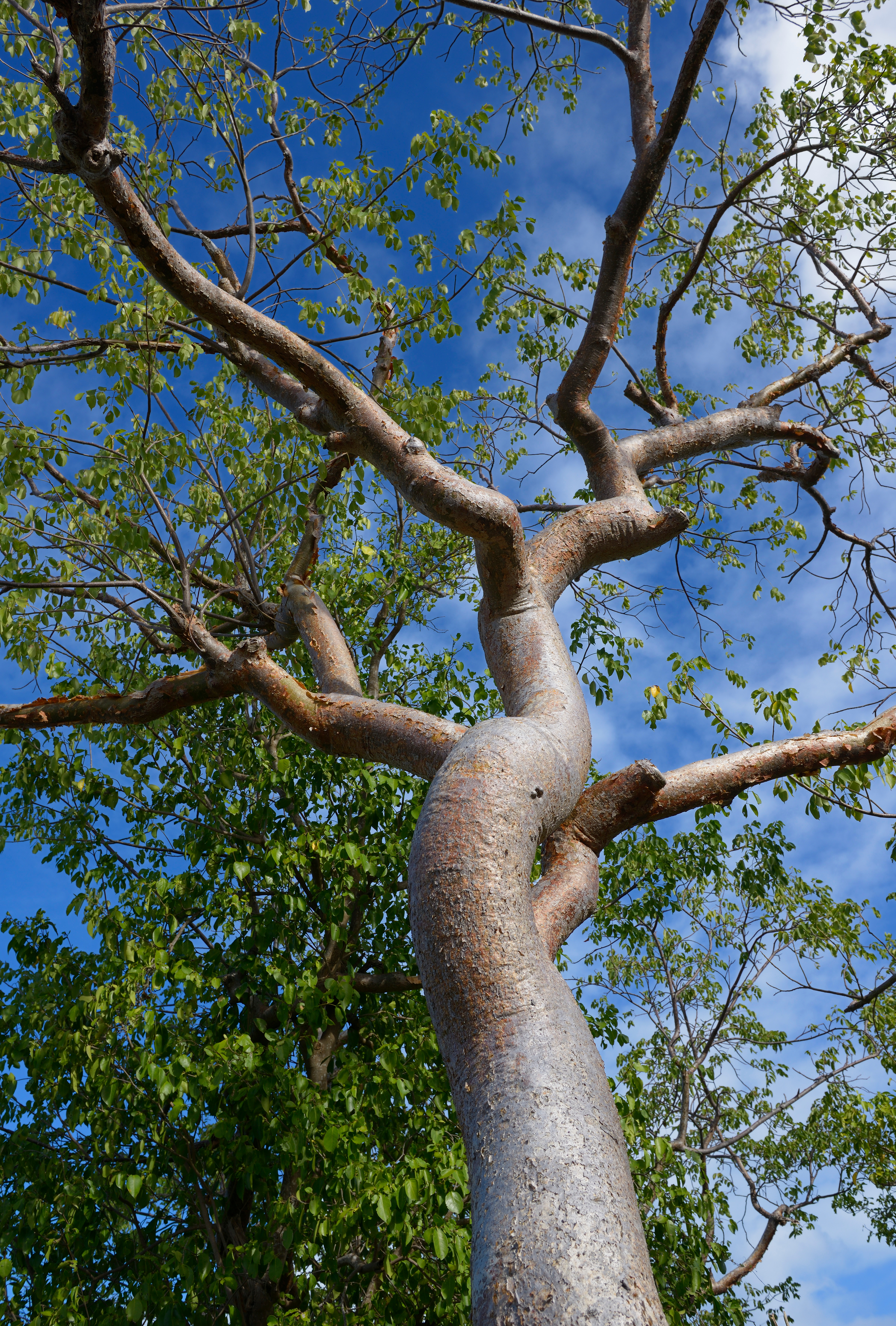 Gumbo limbo tree