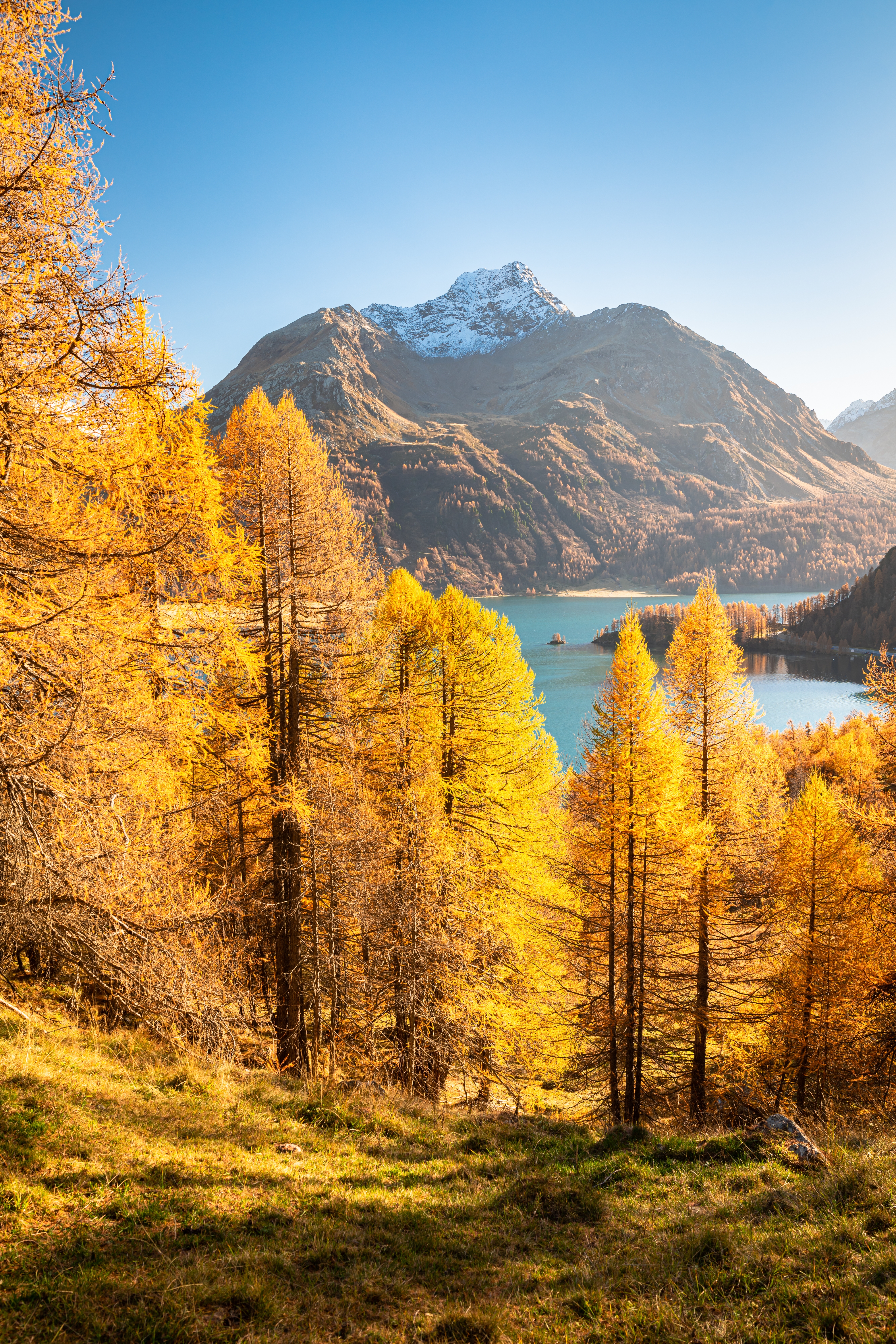 Larch trees in autumn