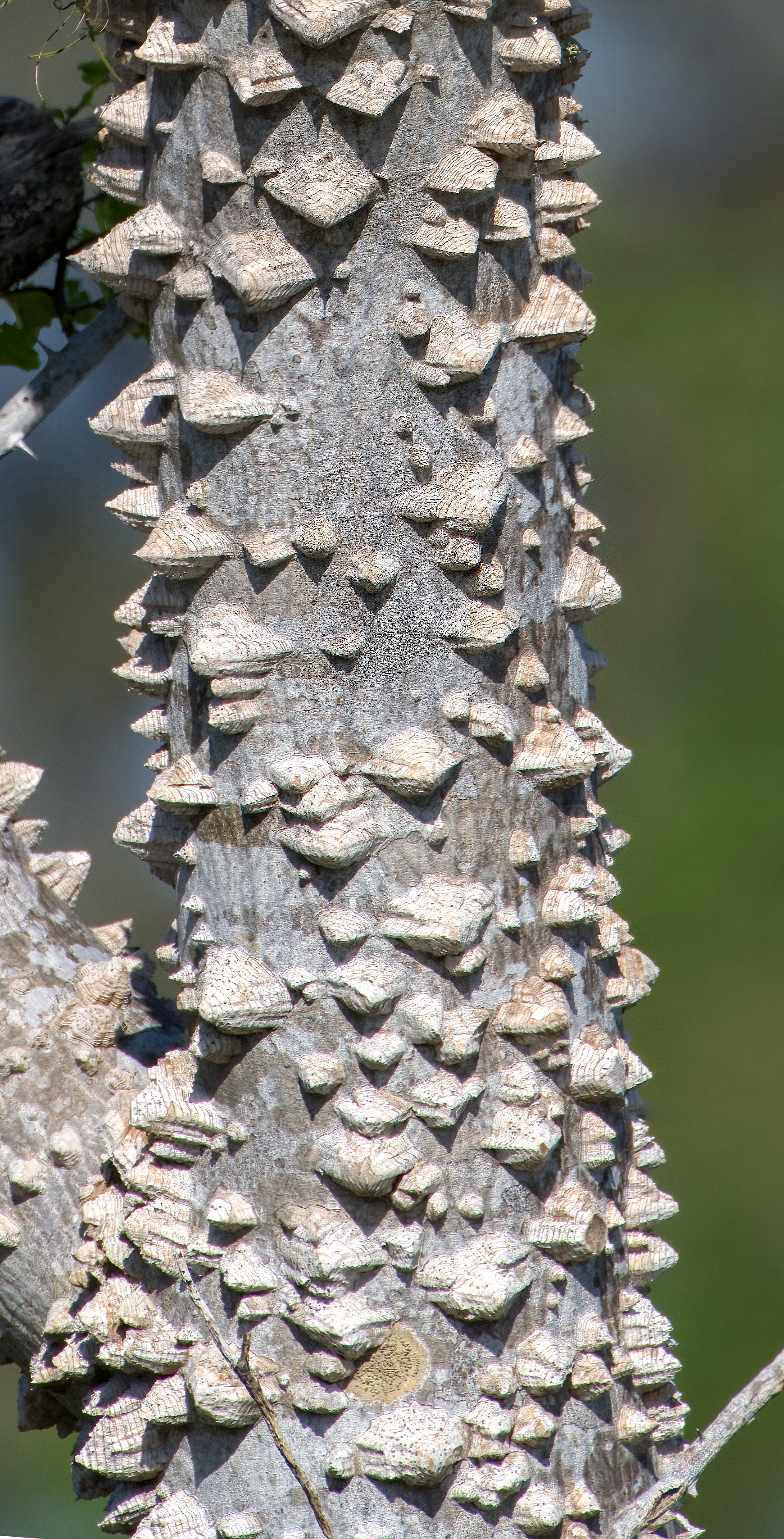 Warty bark of a Hercules's club tree