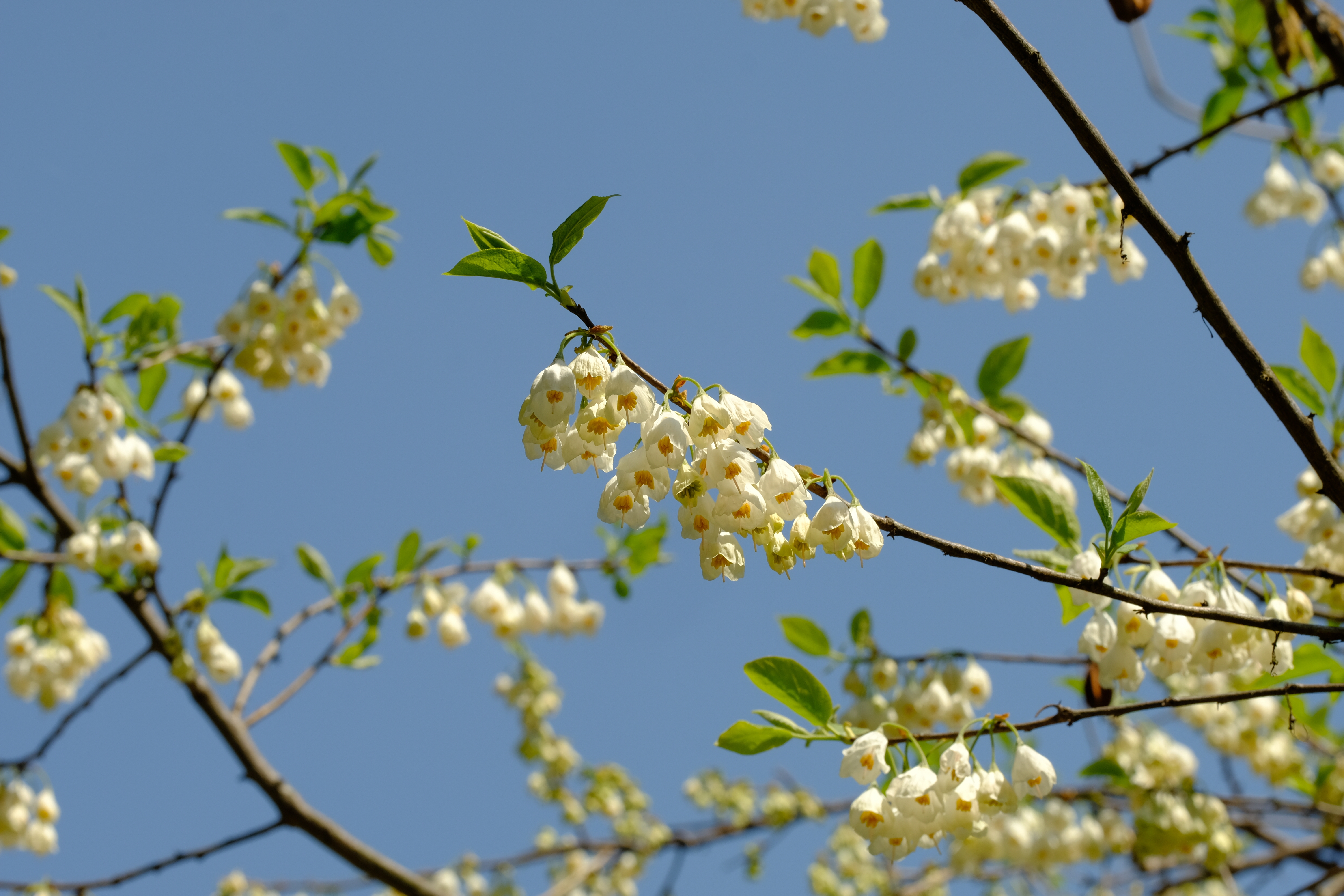 Flowers of the Carolina silverbell