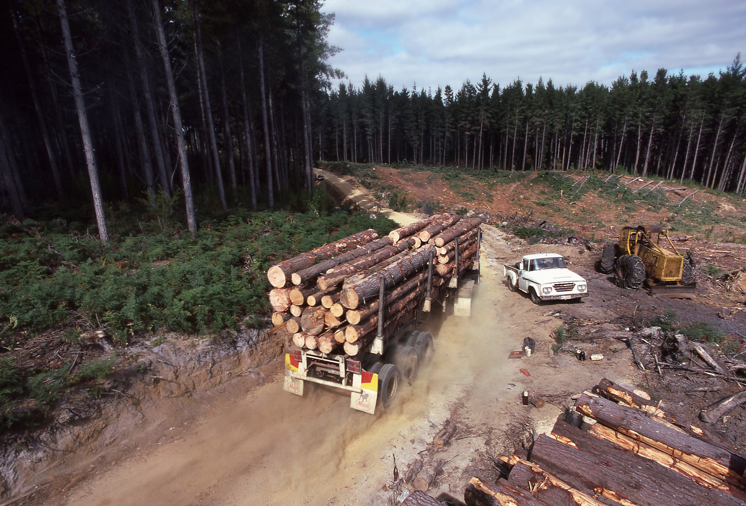 Radiata pine plantation in Tasmania, Australia