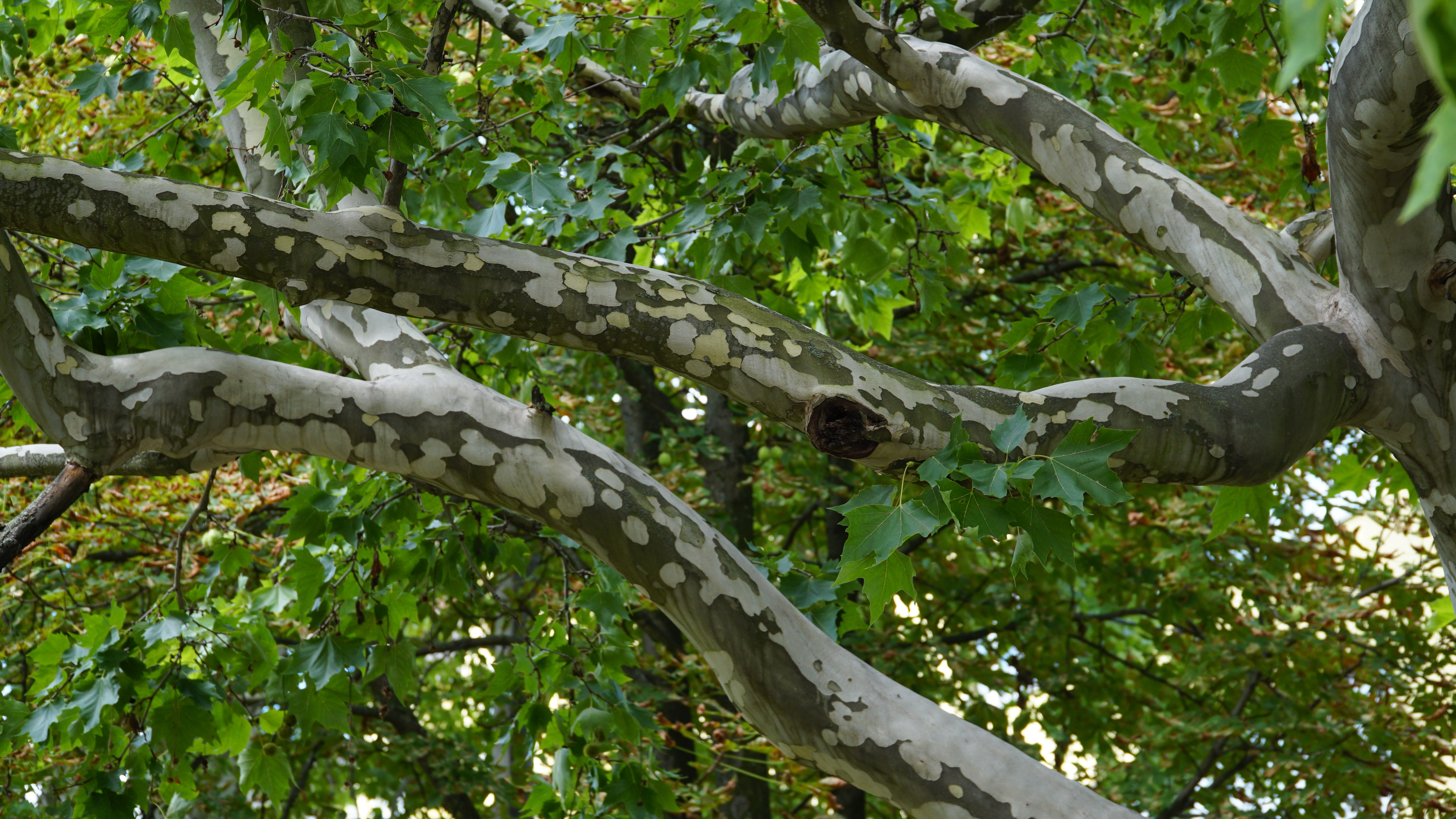 Scaly bark on the branches of an American sycamore