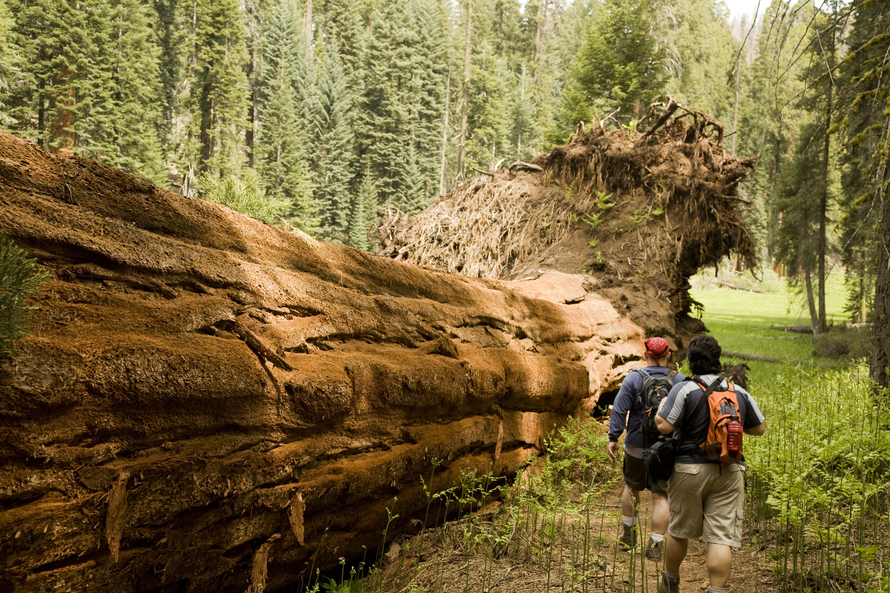 Hikers pass a fallen redwood tree