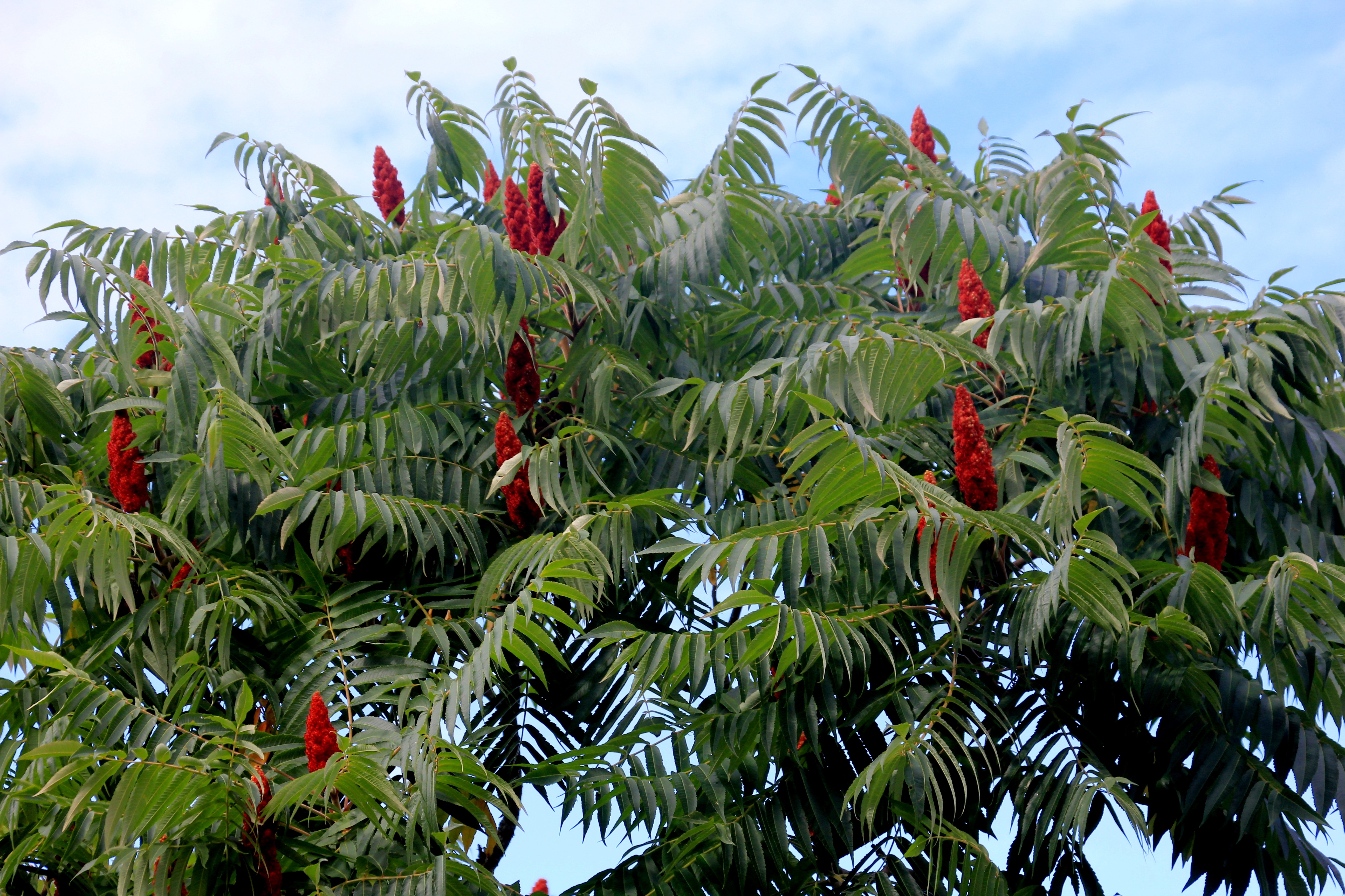 Staghorn sumac