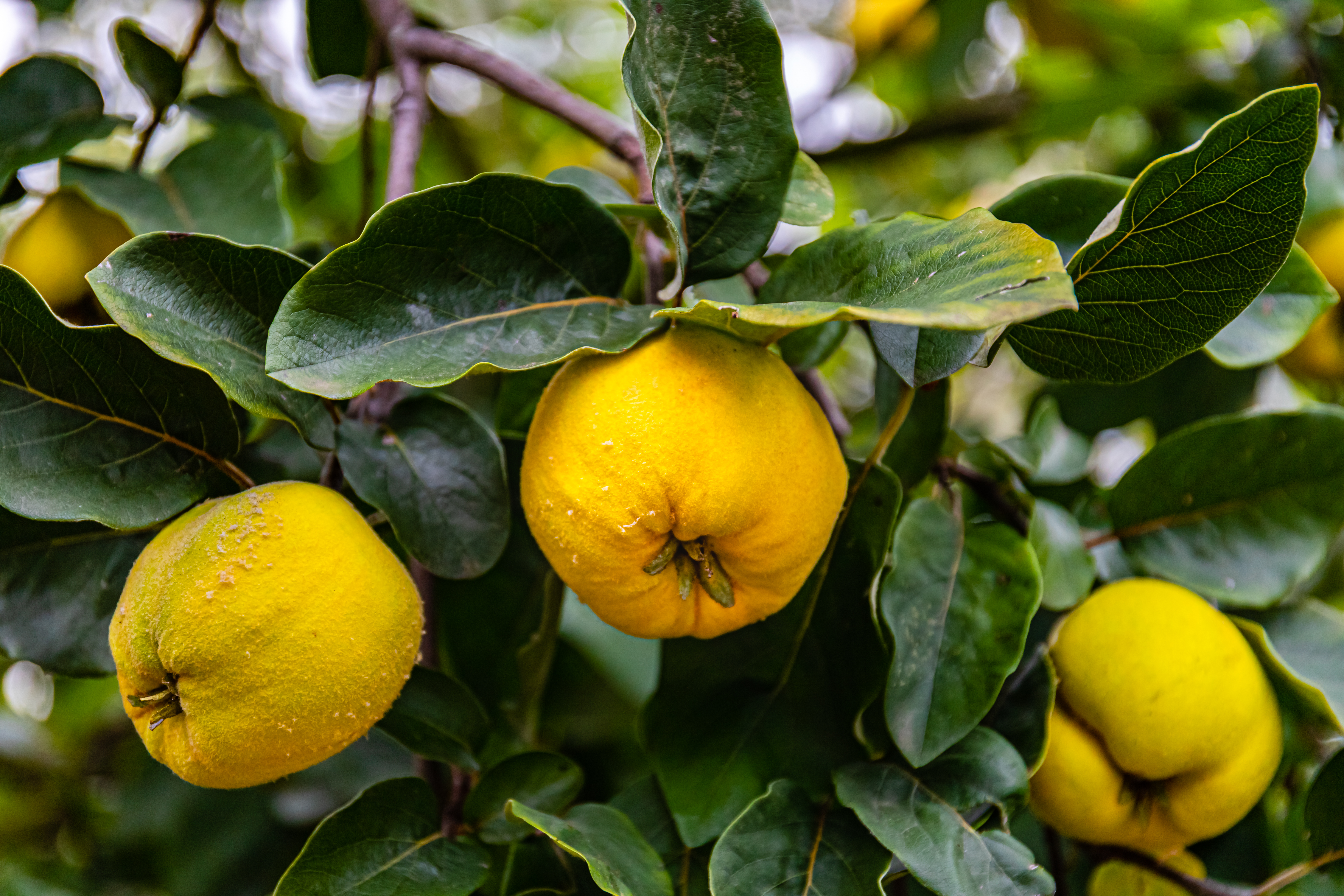 Quince, a pearlike fruit