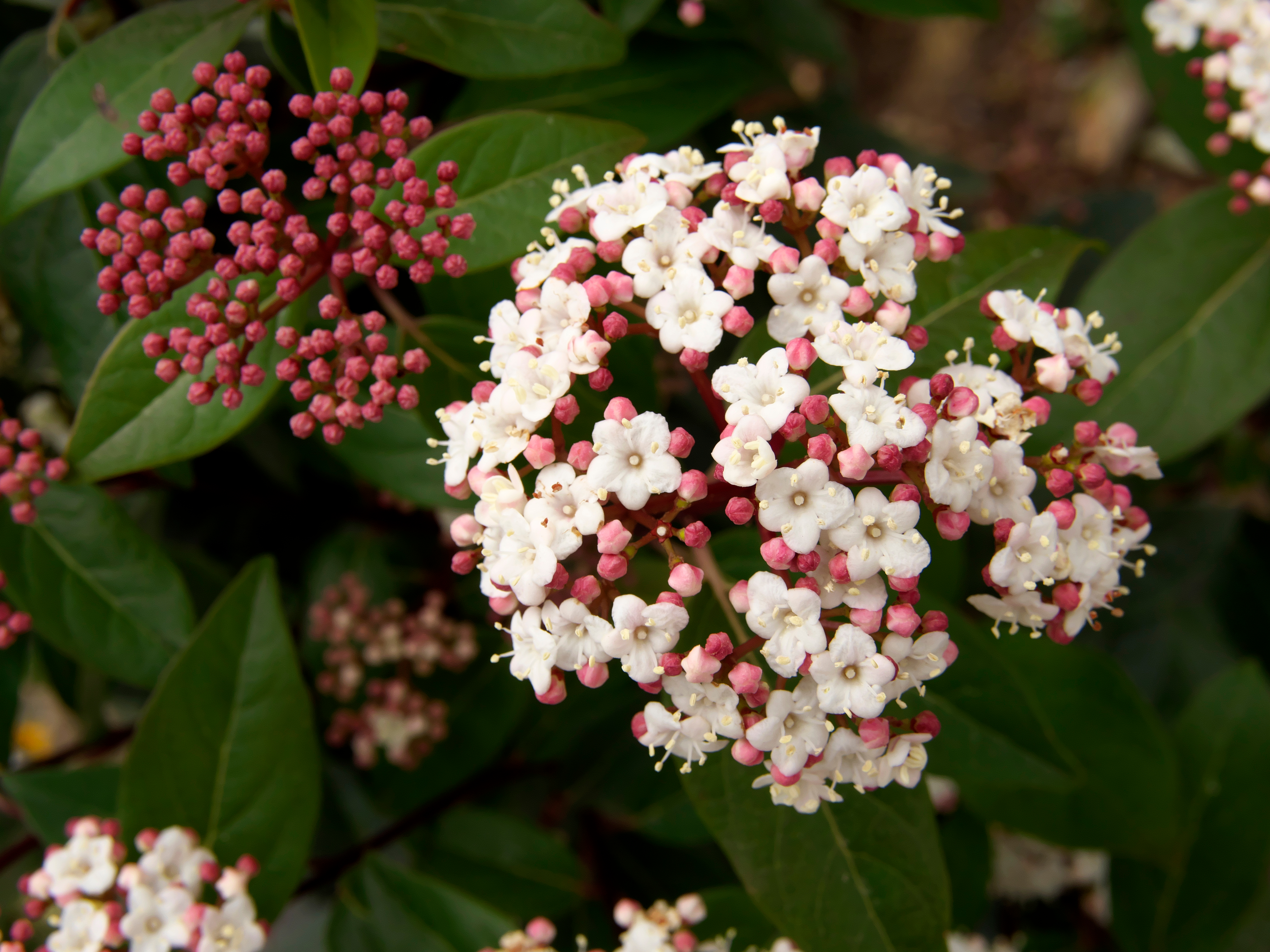 Viburnum flowers