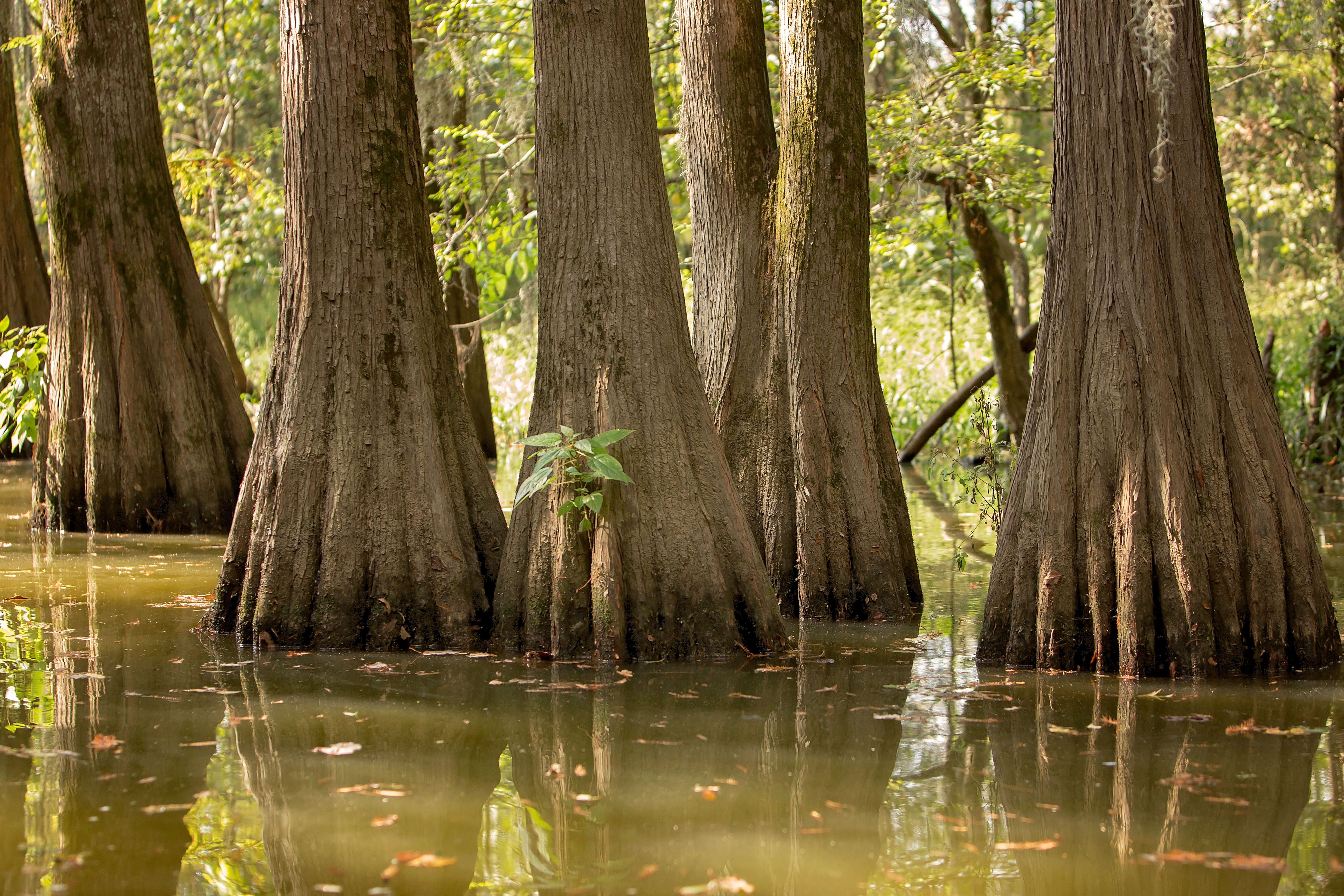 Water tupelos (tupelo-gums) grow in the water