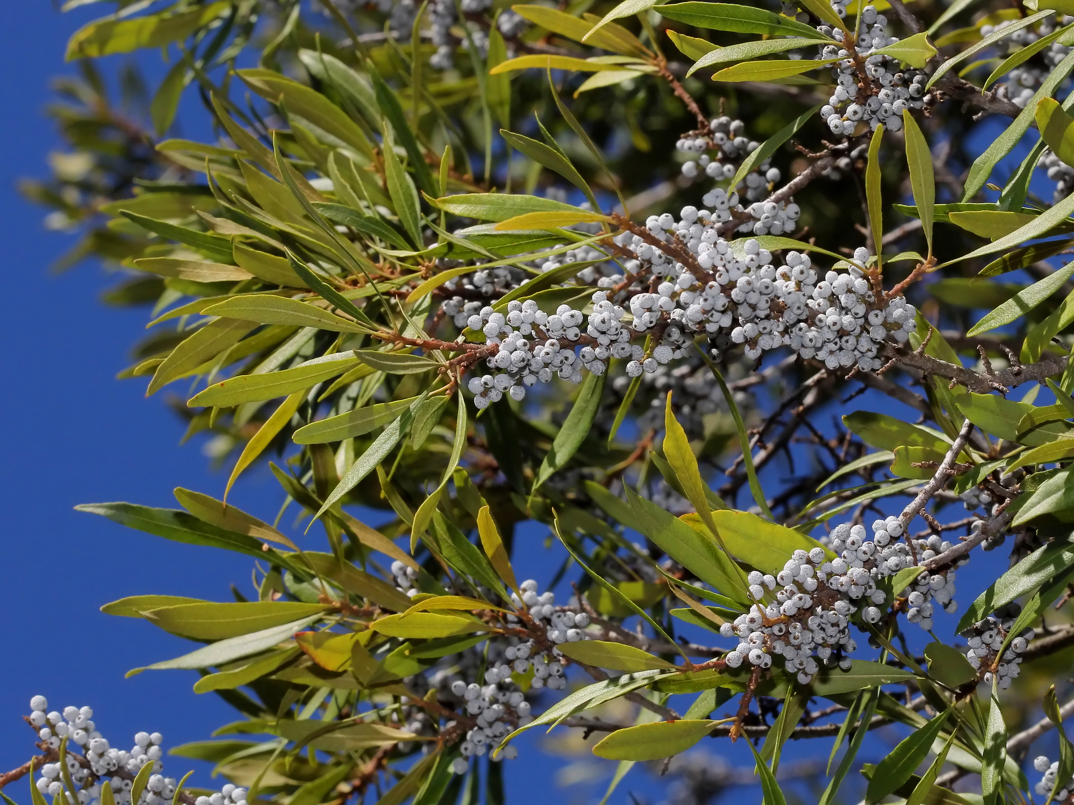 Wax myrtle fruit