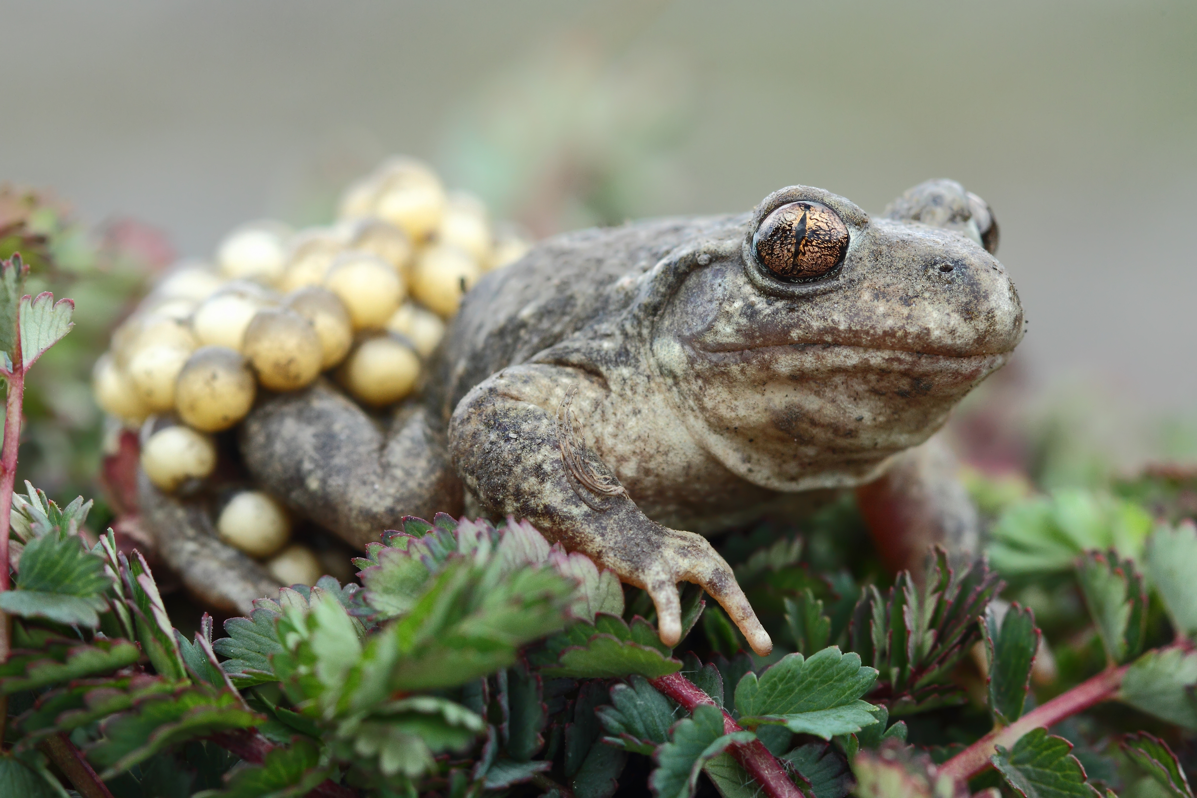 Midwife toad with eggs