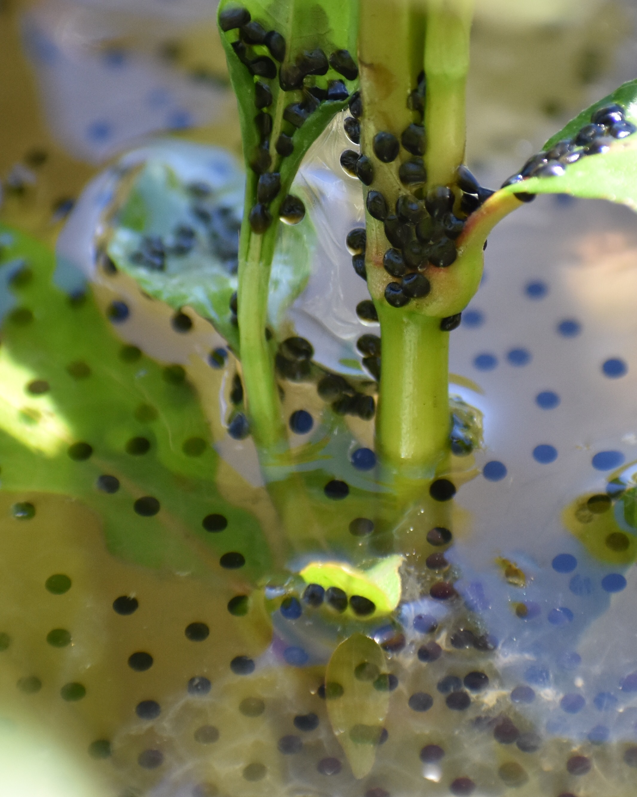 Bullfrog eggs