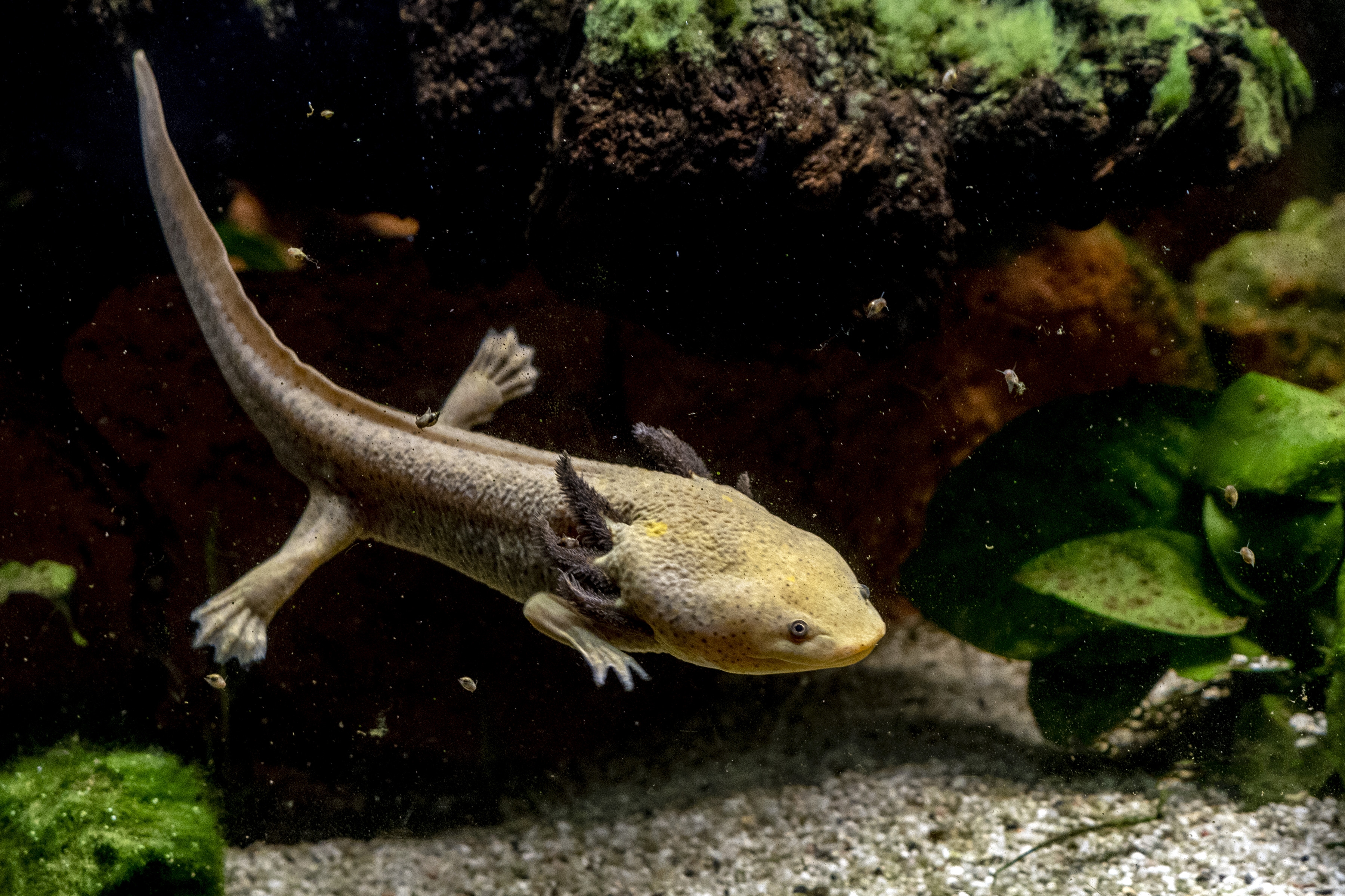 Brown axolotl