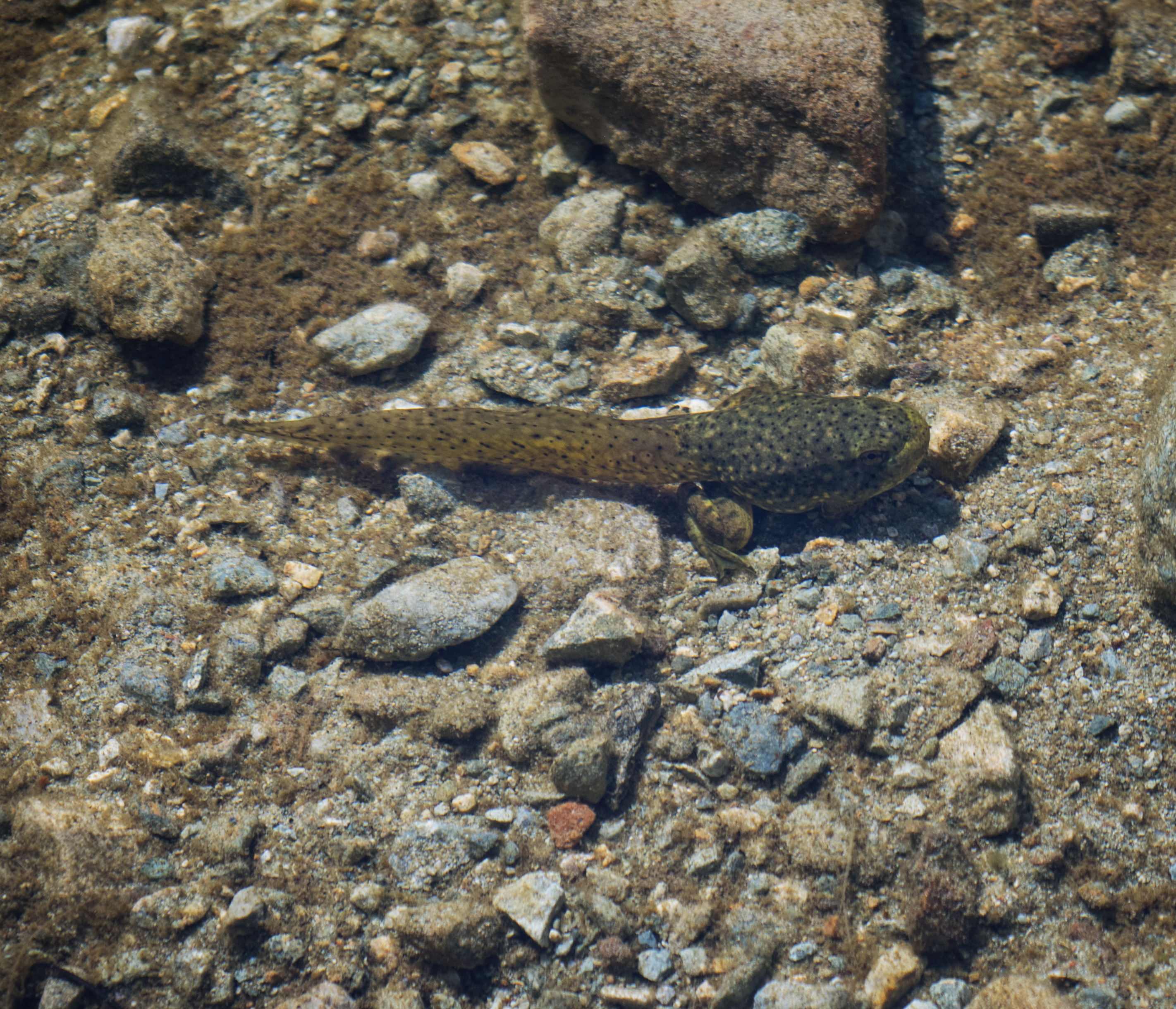 Bullfrog tadpole